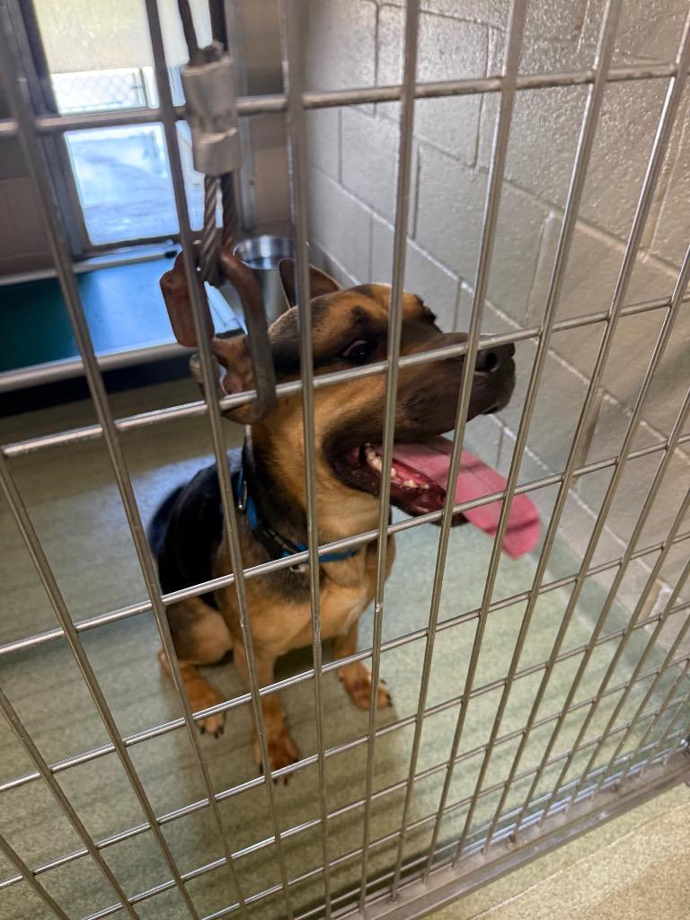 Enlarge Maverick, a Adoptable mixed breed in Gallatin, TN image 2/2