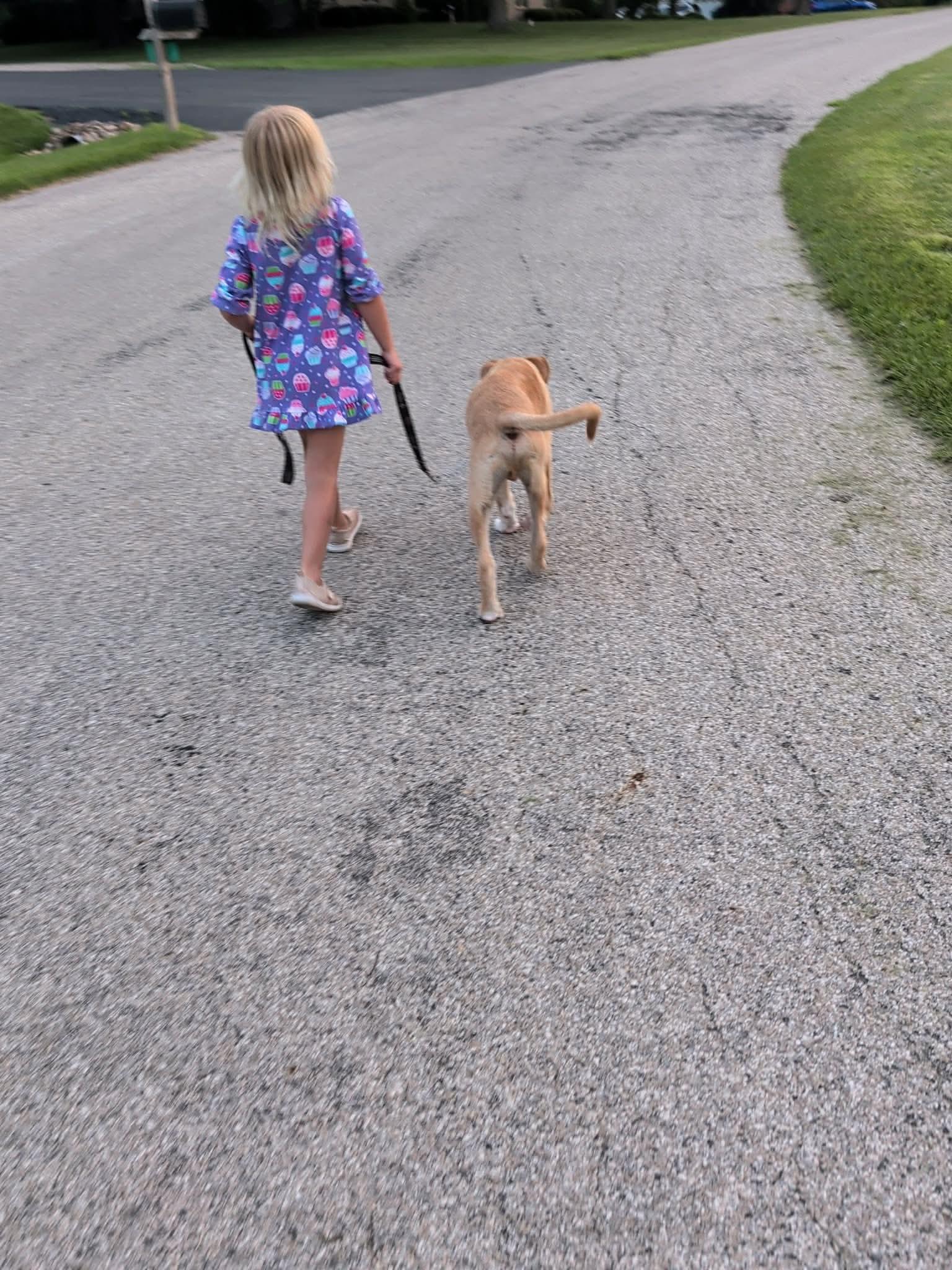 Sheldon, a ADOPTABLE mixed breed in Byron, IL image 4/4
