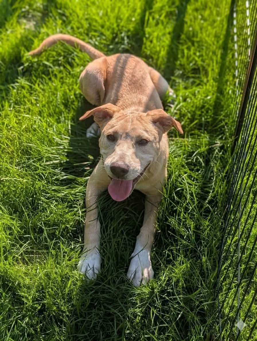 Sheldon, a ADOPTABLE mixed breed in Byron, IL image 3/4