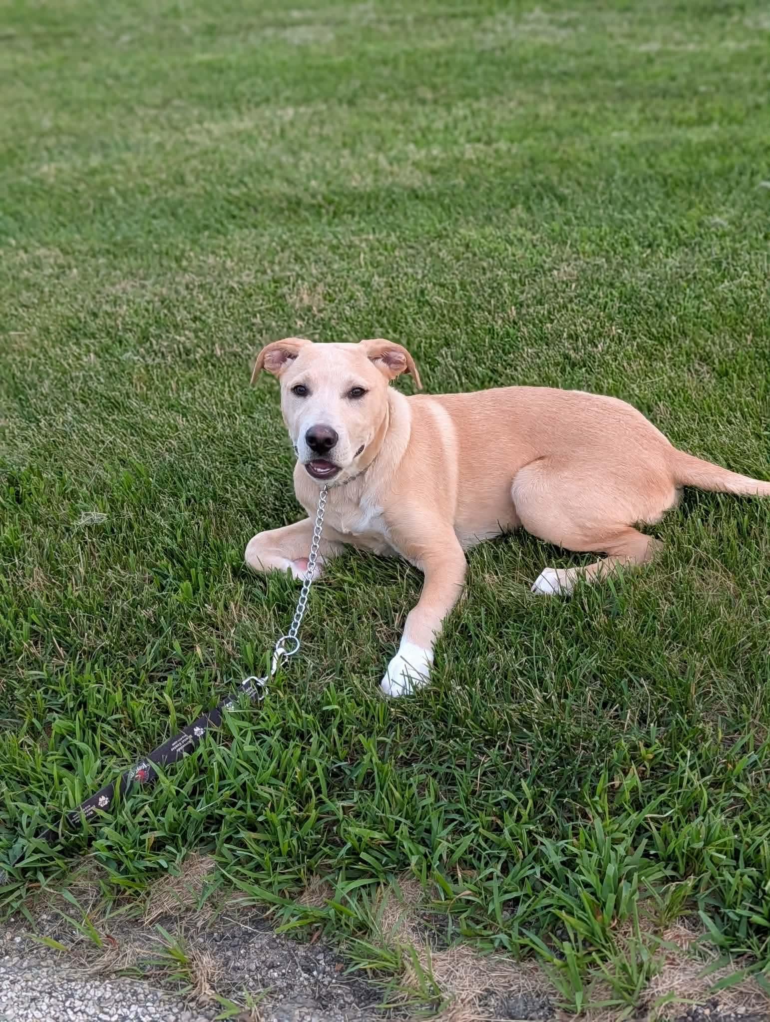 Sheldon, a ADOPTABLE mixed breed in Byron, IL image 1/4