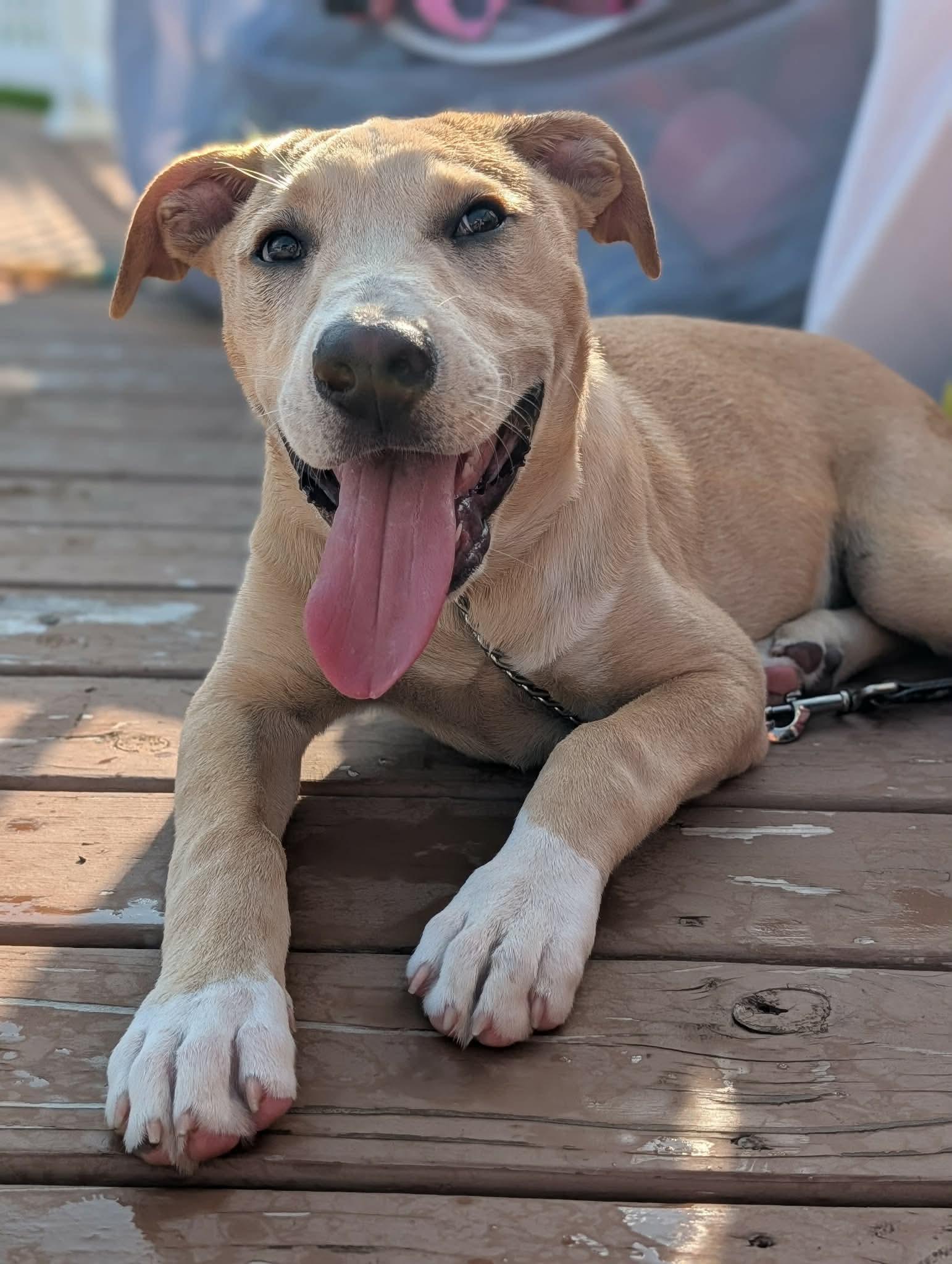 Sheldon, a ADOPTABLE mixed breed in Byron, IL image 2/4