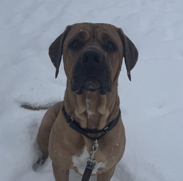 Enlarge Luna, a Adoptable mixed breed in Golden, CO image 1/3