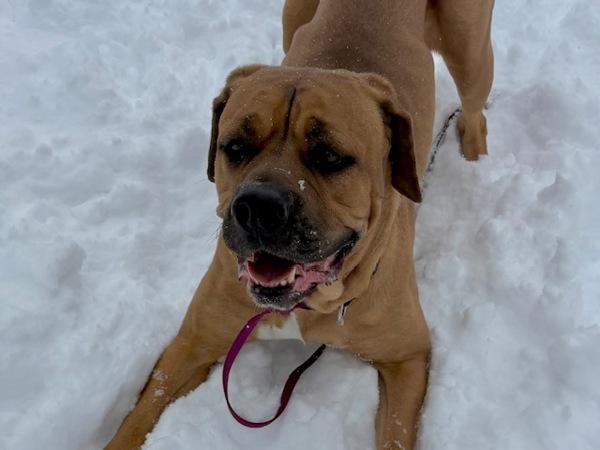 Enlarge Luna, a Adoptable mixed breed in Golden, CO image 2/3