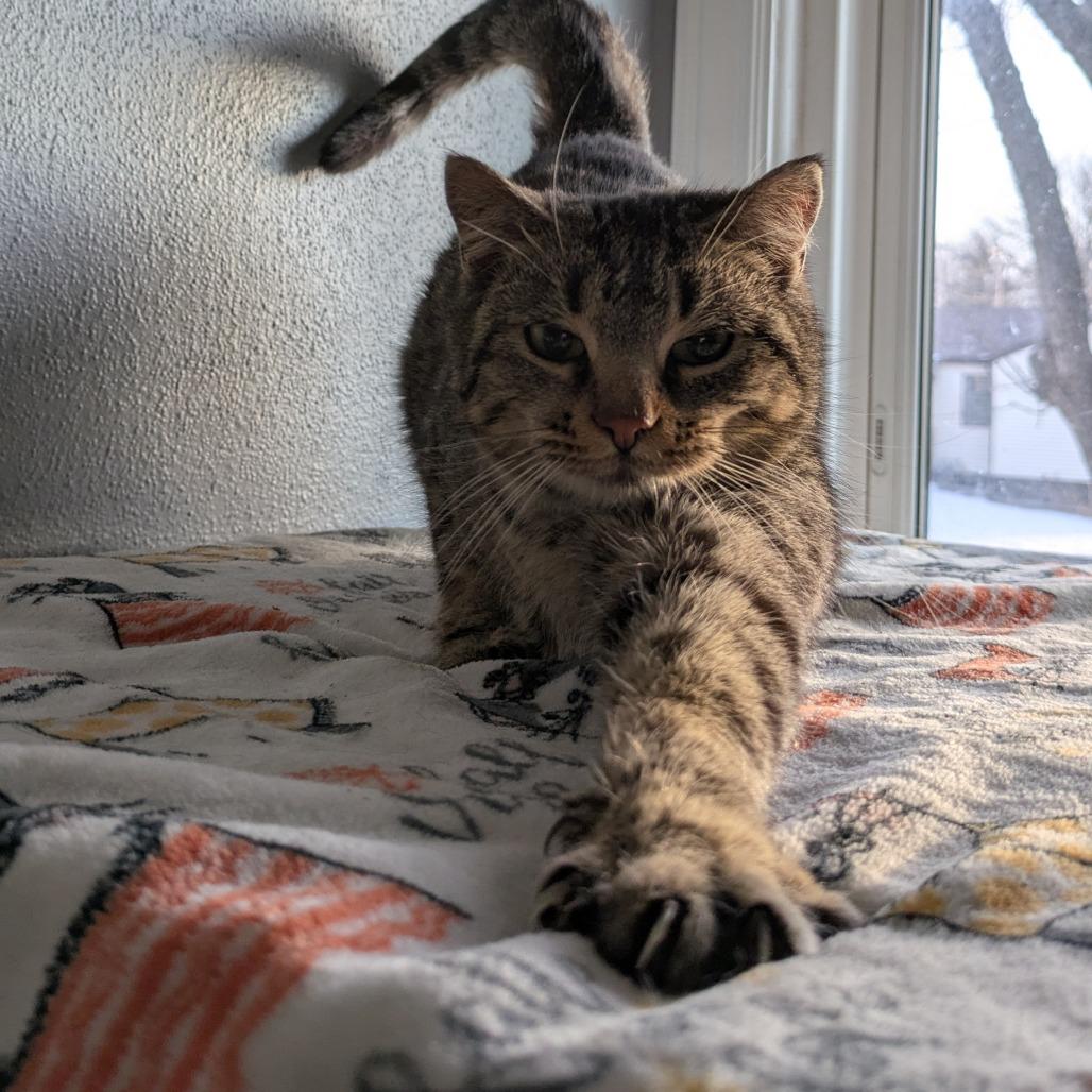 Minerva, Adoptable, Adult Female Domestic Short Hair.