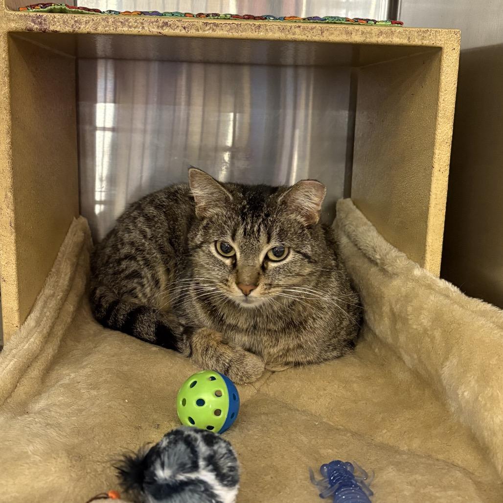 Minerva, Adoptable, Adult Female Domestic Short Hair.