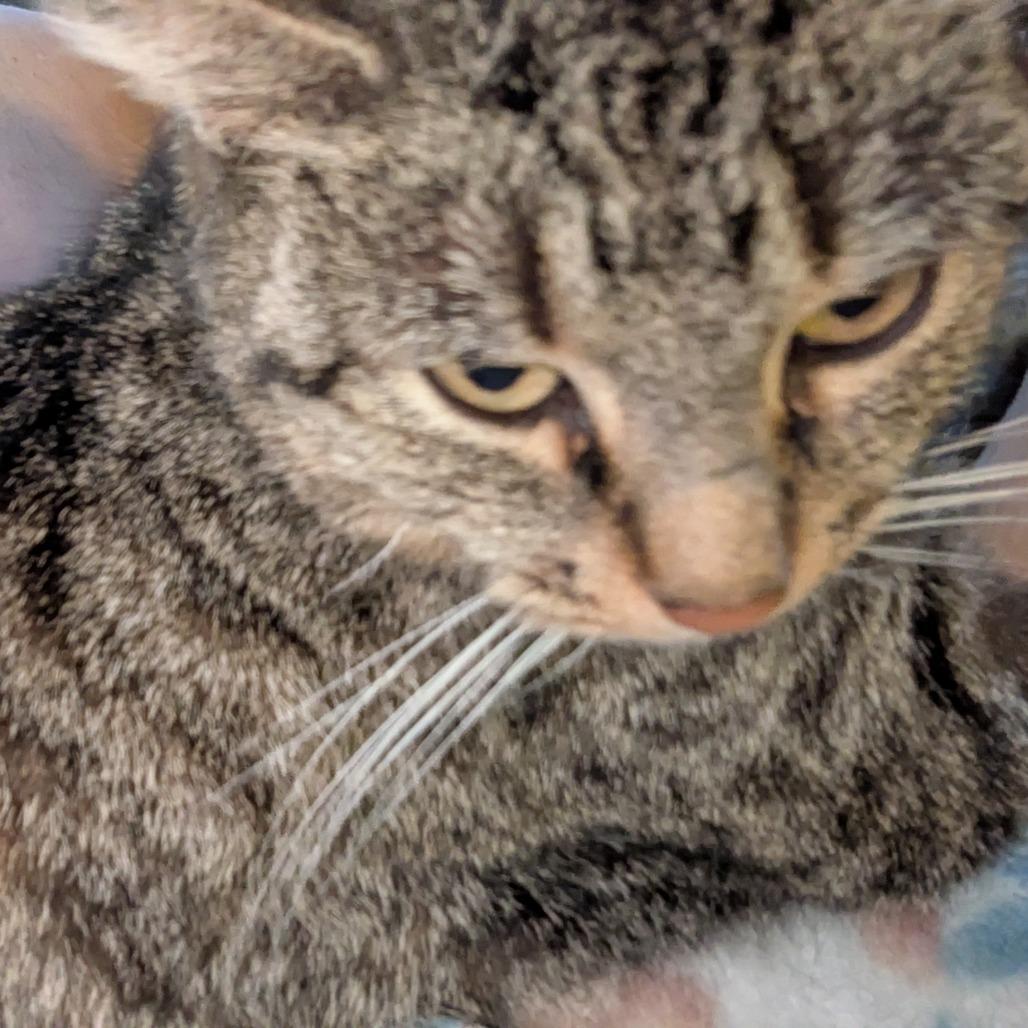 Minerva, a Adoptable Domestic Short Hair in Overland Park, KS image 2/5