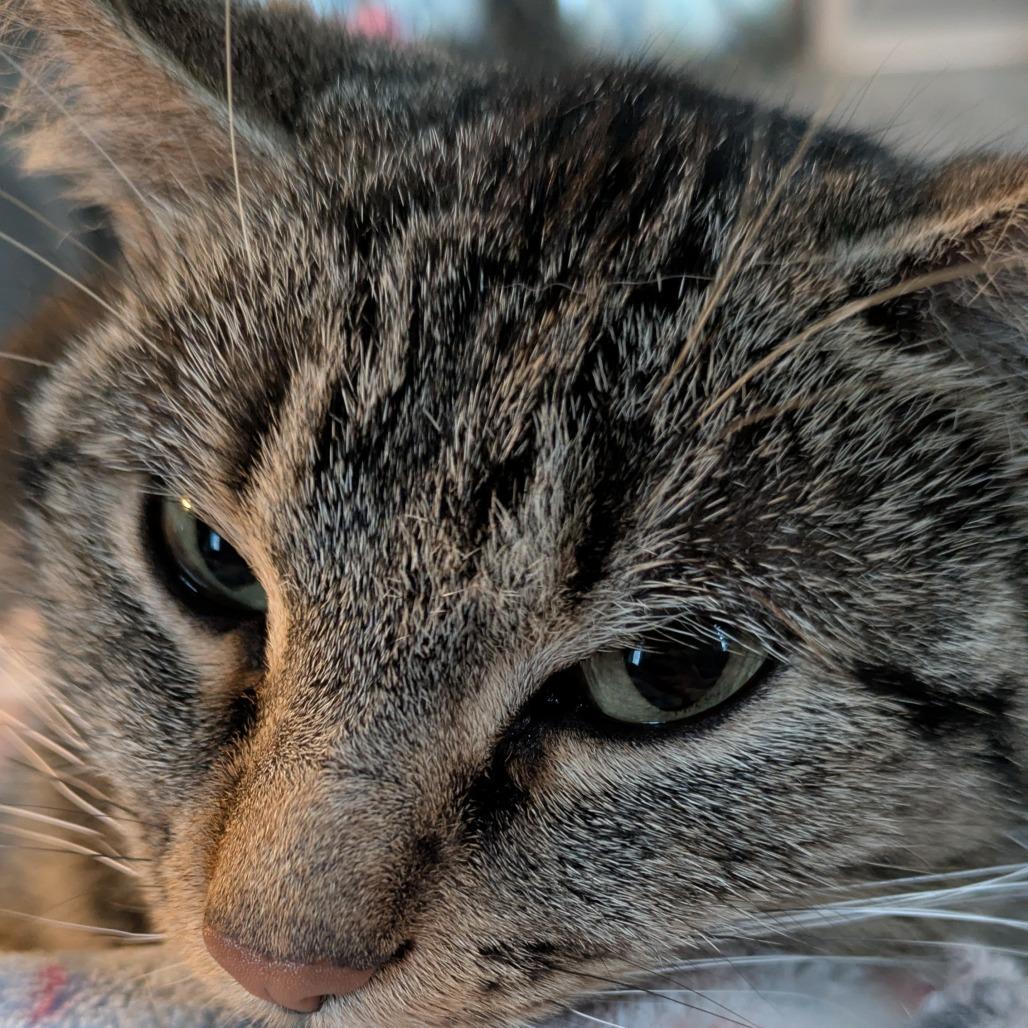 Minerva, a Adoptable Domestic Short Hair in Overland Park, KS image 3/5