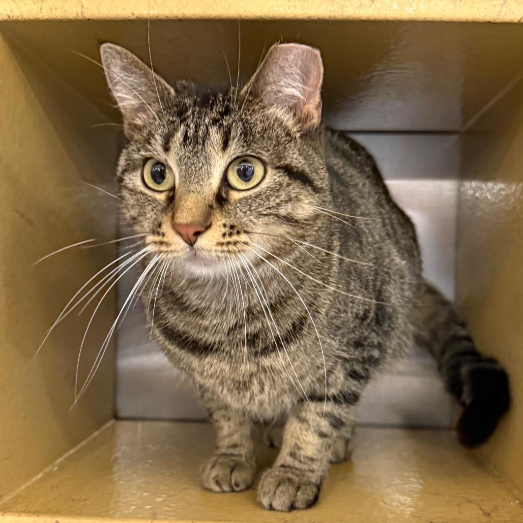 Enlarge Minerva, a Adoptable Domestic Short Hair in Overland Park, KS image 2/6