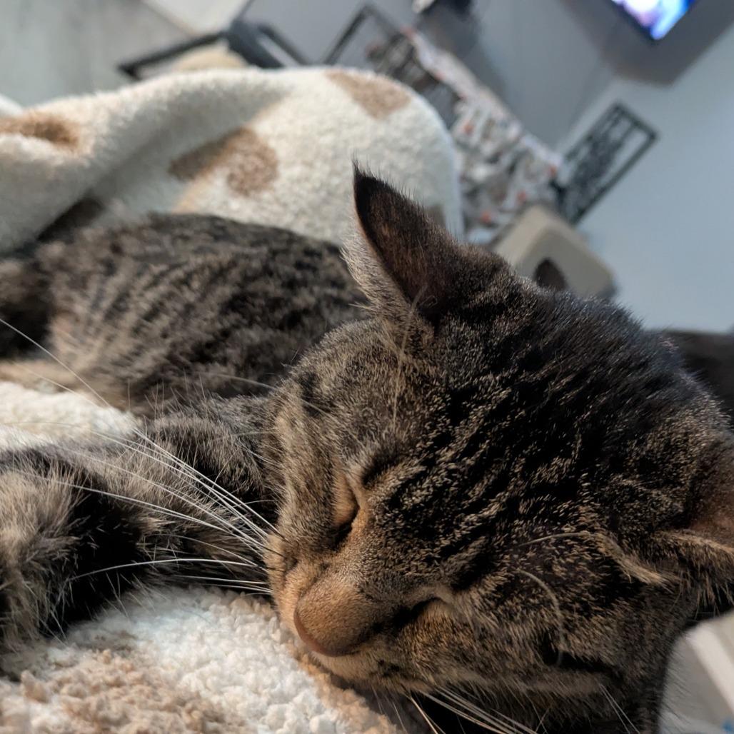 Enlarge Minerva, a Adoptable Domestic Short Hair in Overland Park, KS image 3/6