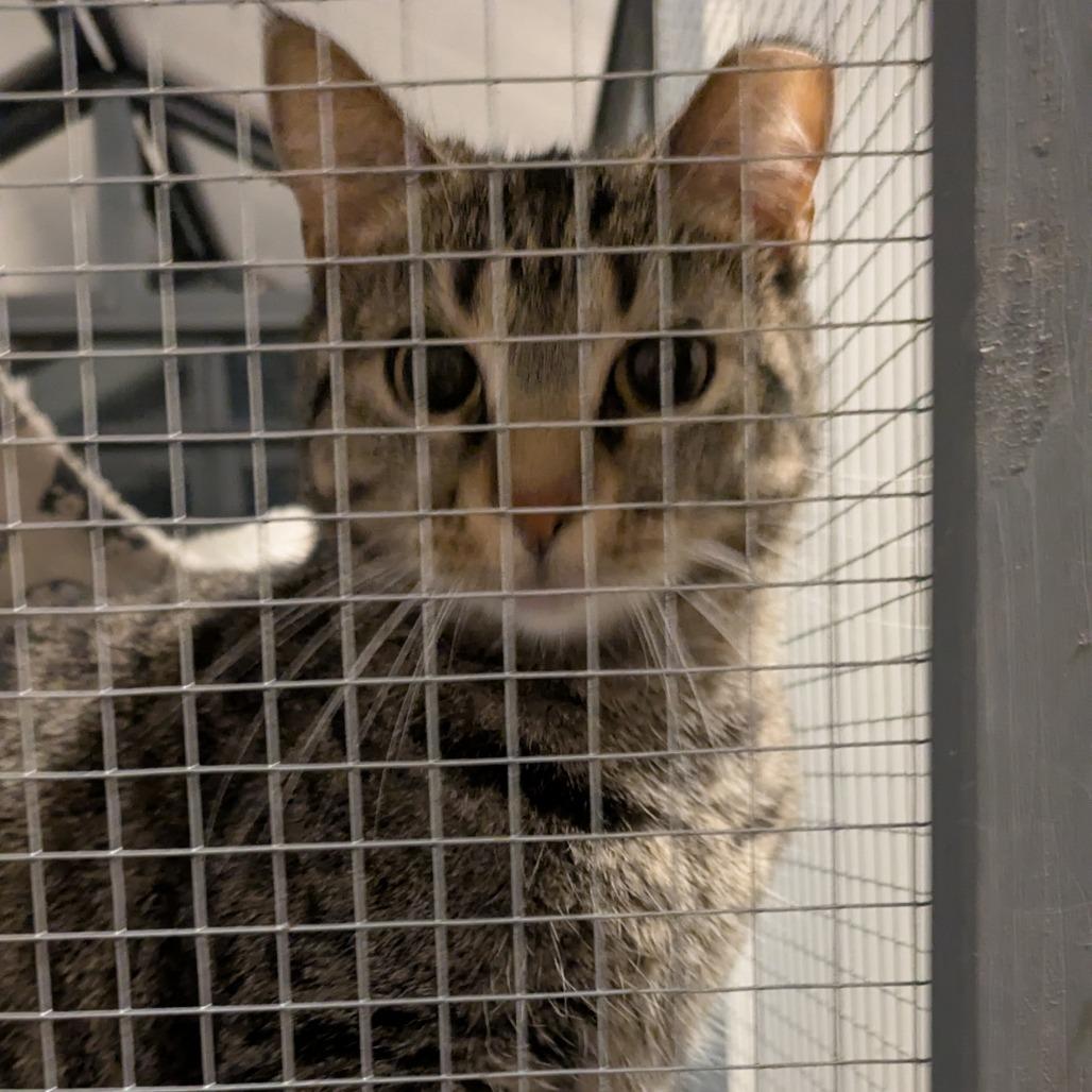 Enlarge Minerva, a Adoptable Domestic Short Hair in Overland Park, KS image 5/6