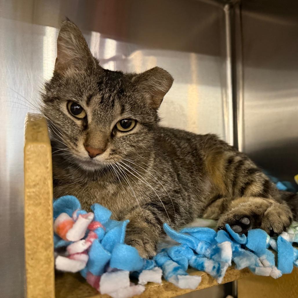 Enlarge Minerva, a Adoptable Domestic Short Hair in Overland Park, KS image 6/6