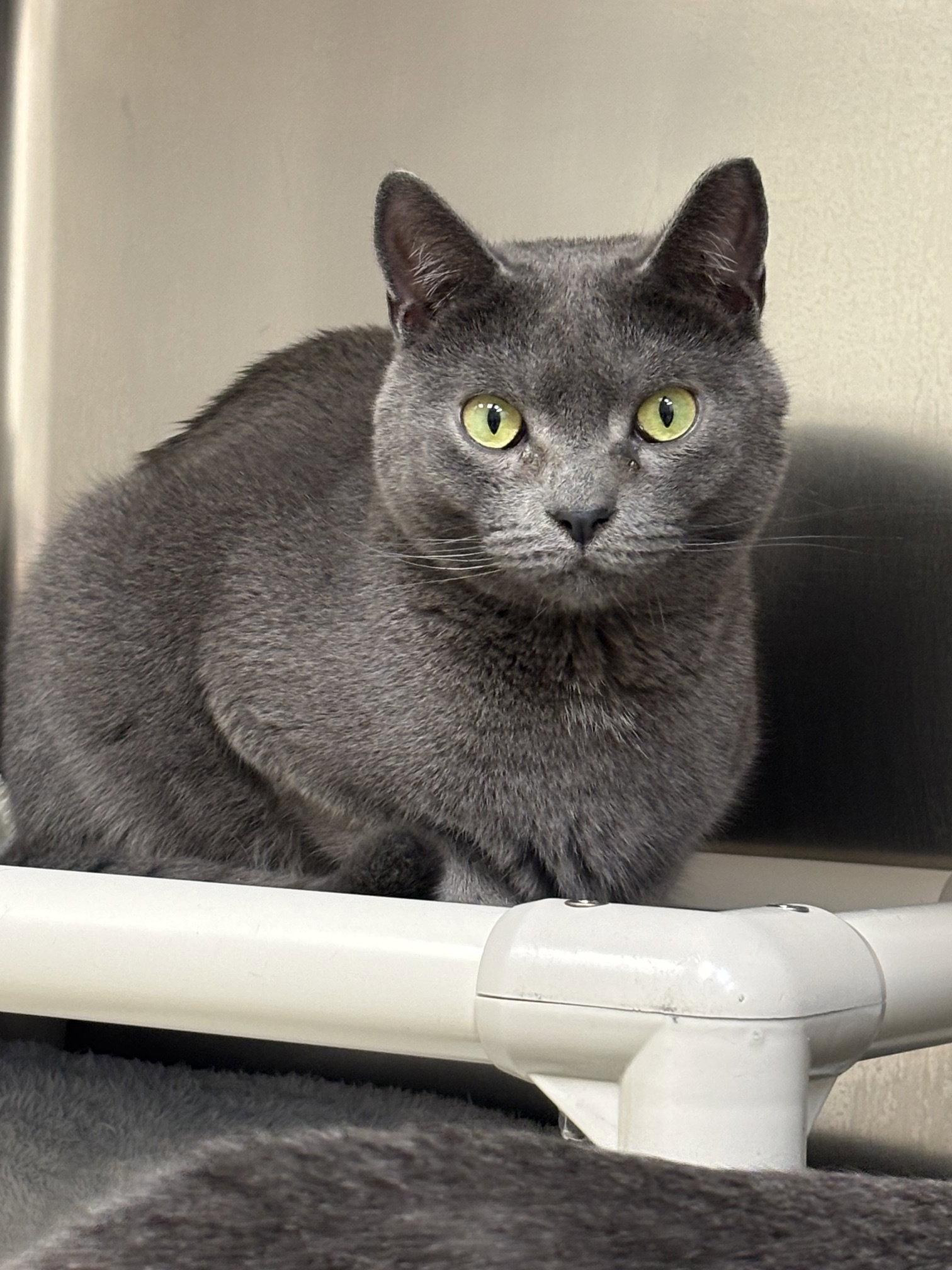 Turnip, a Adoptable Domestic Short Hair in Brick, NJ image 1/2