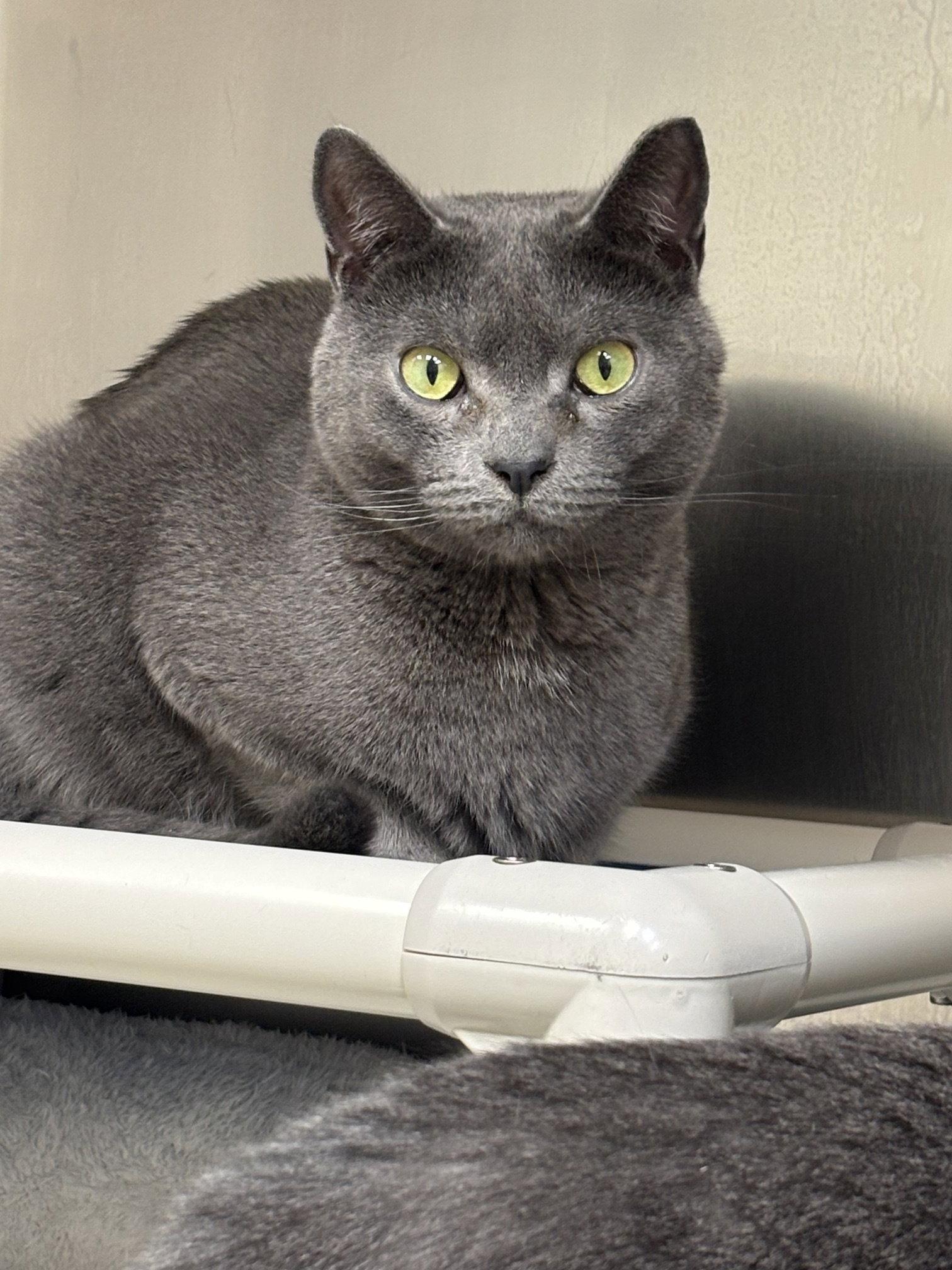 Turnip, a Adoptable Domestic Short Hair in Brick, NJ image 2/2