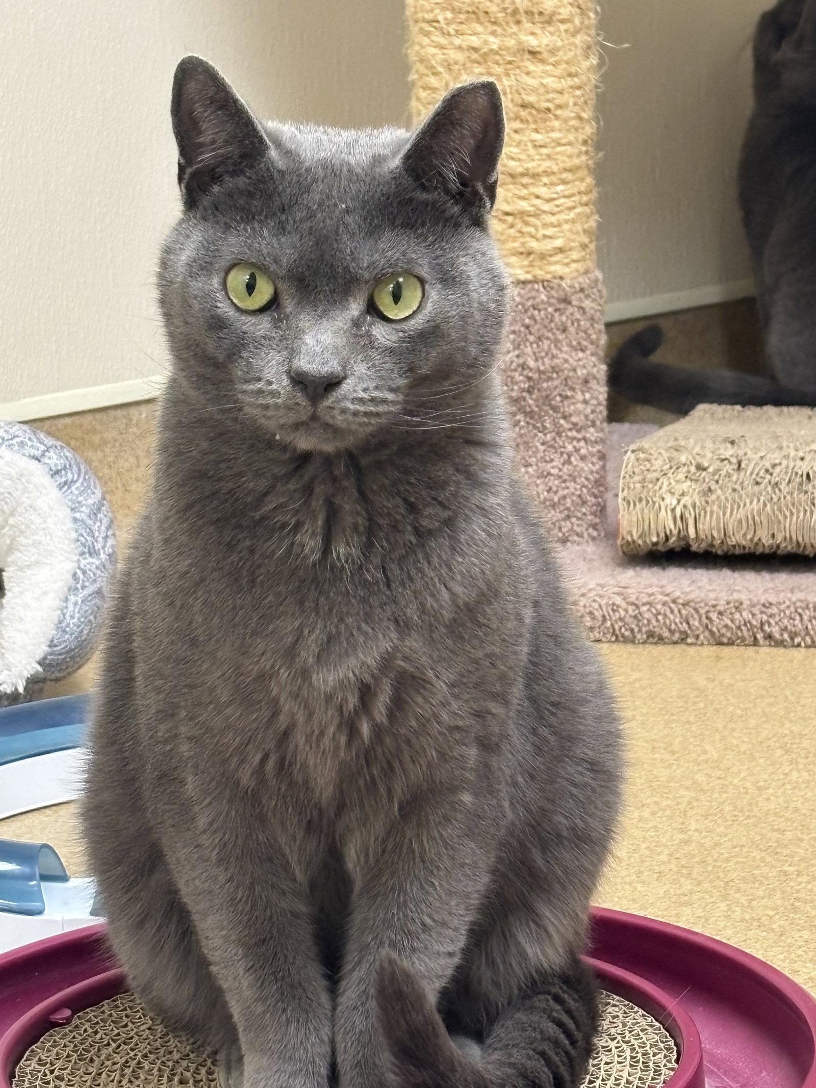 Enlarge Turnip, a Adoptable Domestic Short Hair in Brick, NJ image 3/3