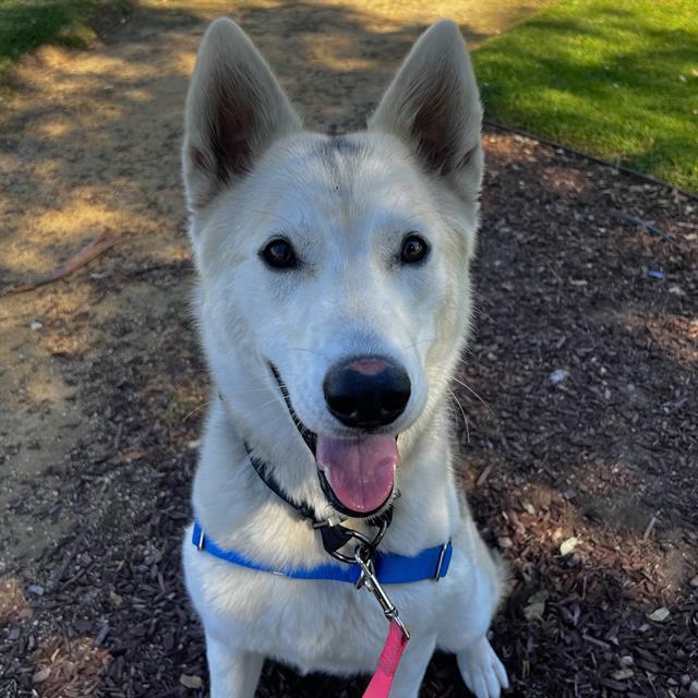 SERPA, Adoptable, Young Female Husky.