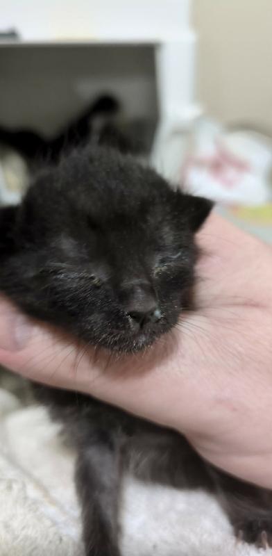 Enlarge Morph, a Adoptable Domestic Short Hair in Kennewick, WA image 2/2