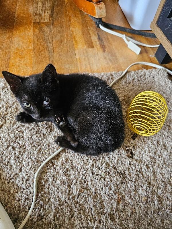 Morph, Adoptable, Young Female Domestic Short Hair.