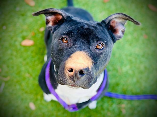 MORTICIA, Adoptable, Adult Female Pit Bull Terrier.