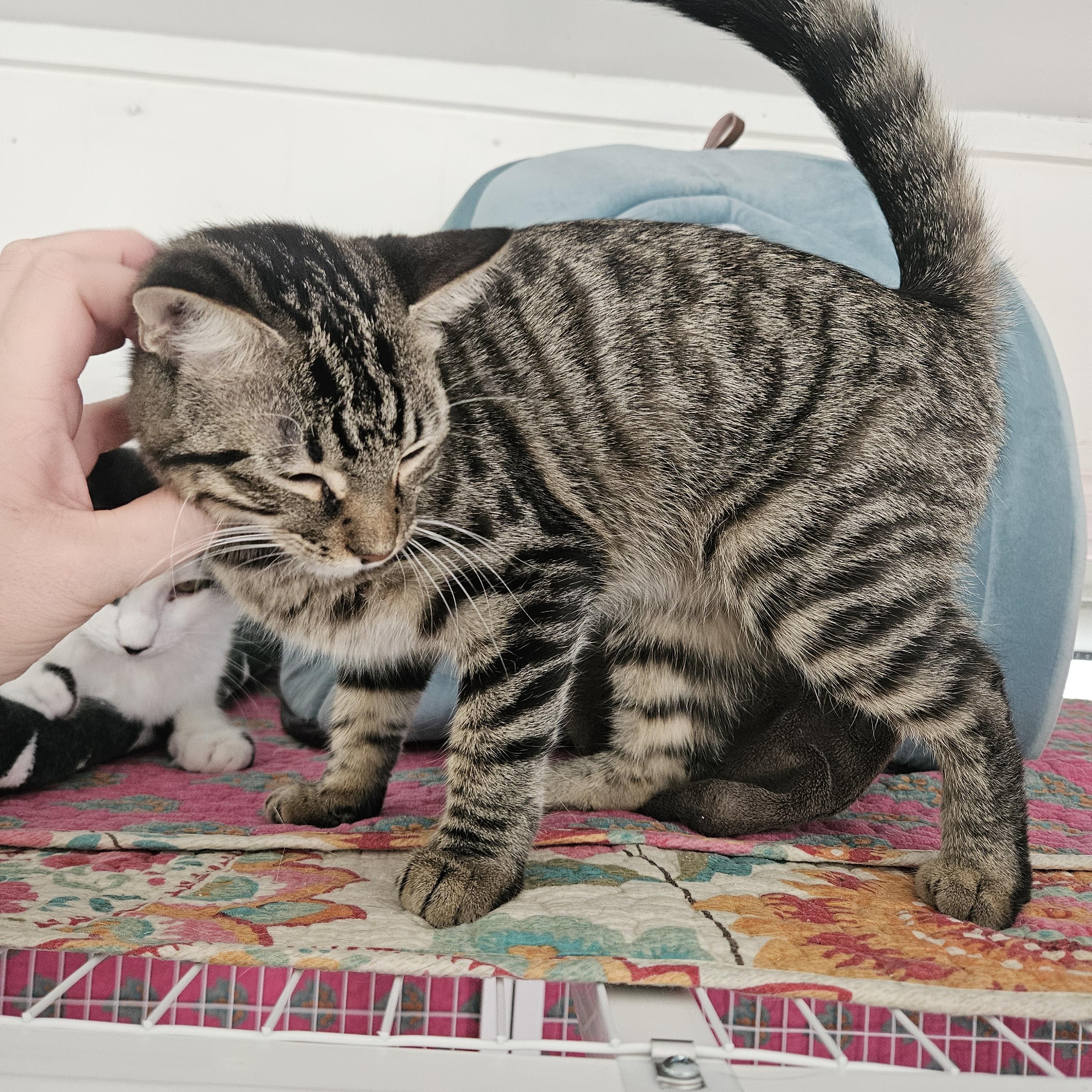 Maple, Adoptable, Young Female Domestic Short Hair.