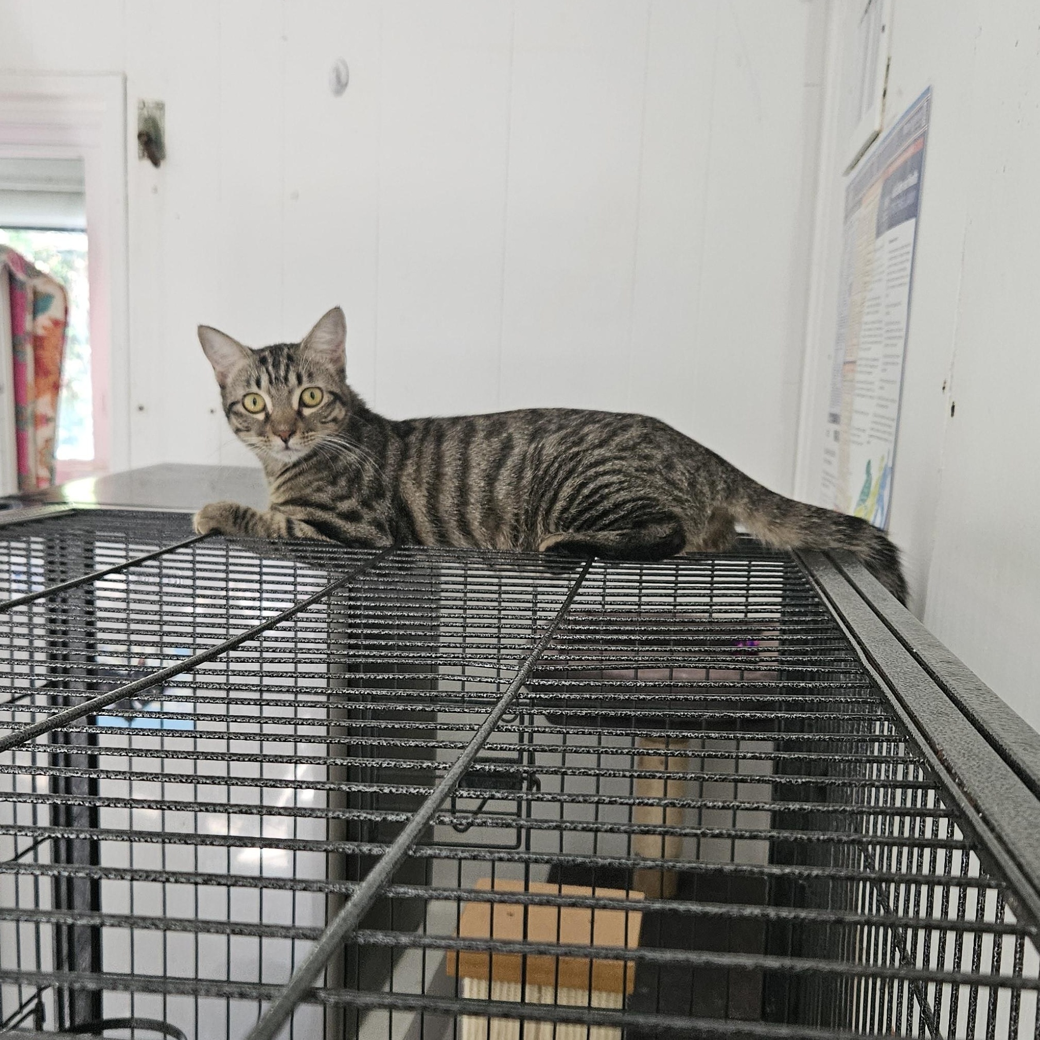 Enlarge Maple, a Adoptable Domestic Short Hair in Melbourne, FL image 2/2