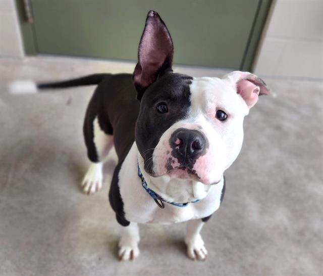 GOOSE, Adoptable, Young Male Pit Bull Terrier & Mixed Breed.