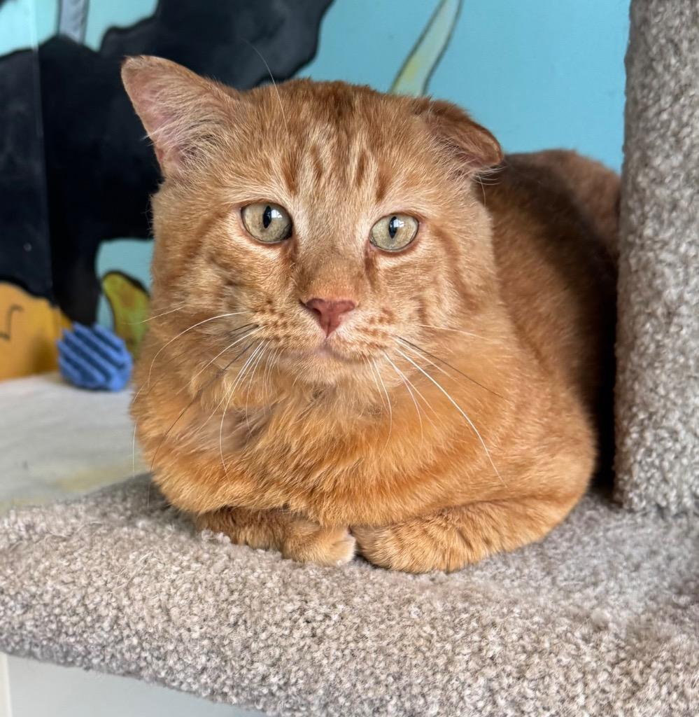 Garfield, Adoptable, Adult Male Domestic Short Hair.