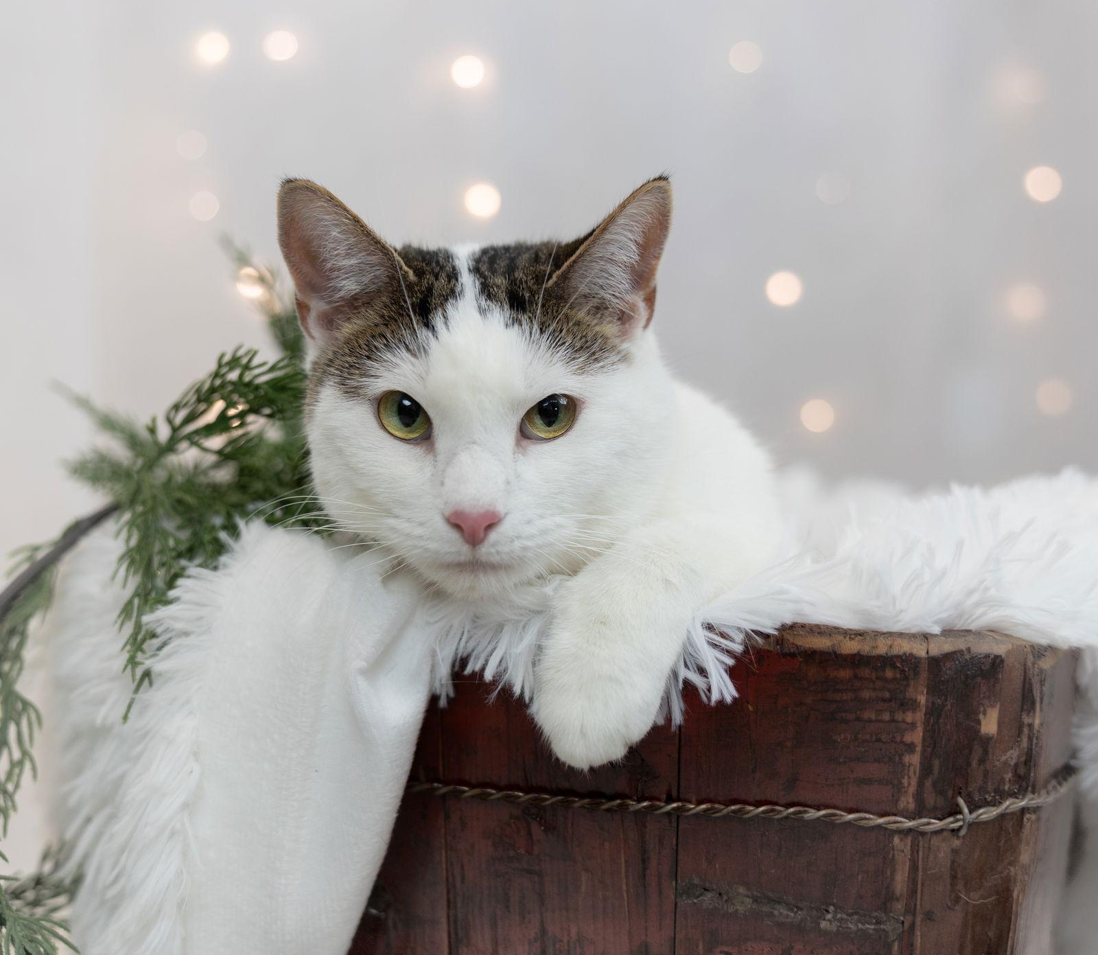 Enlarge Auger, a Adoptable mixed breed in Princeton, MN image 1/3