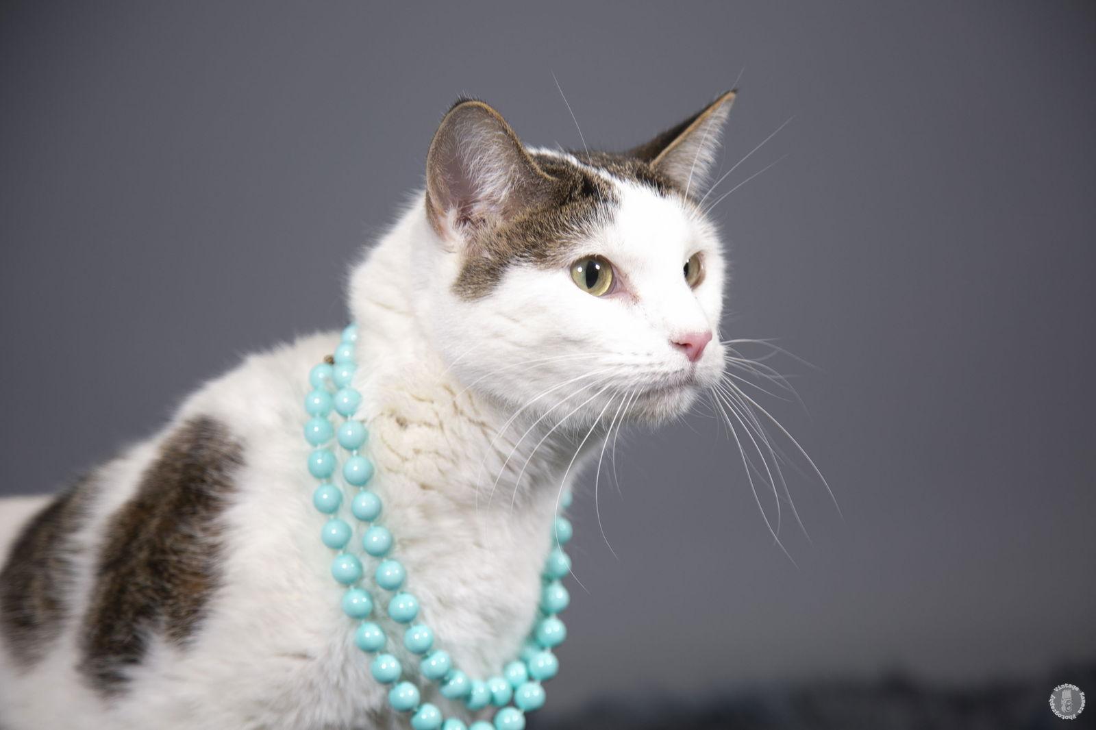 Enlarge Auger, a Adoptable mixed breed in Princeton, MN image 2/3