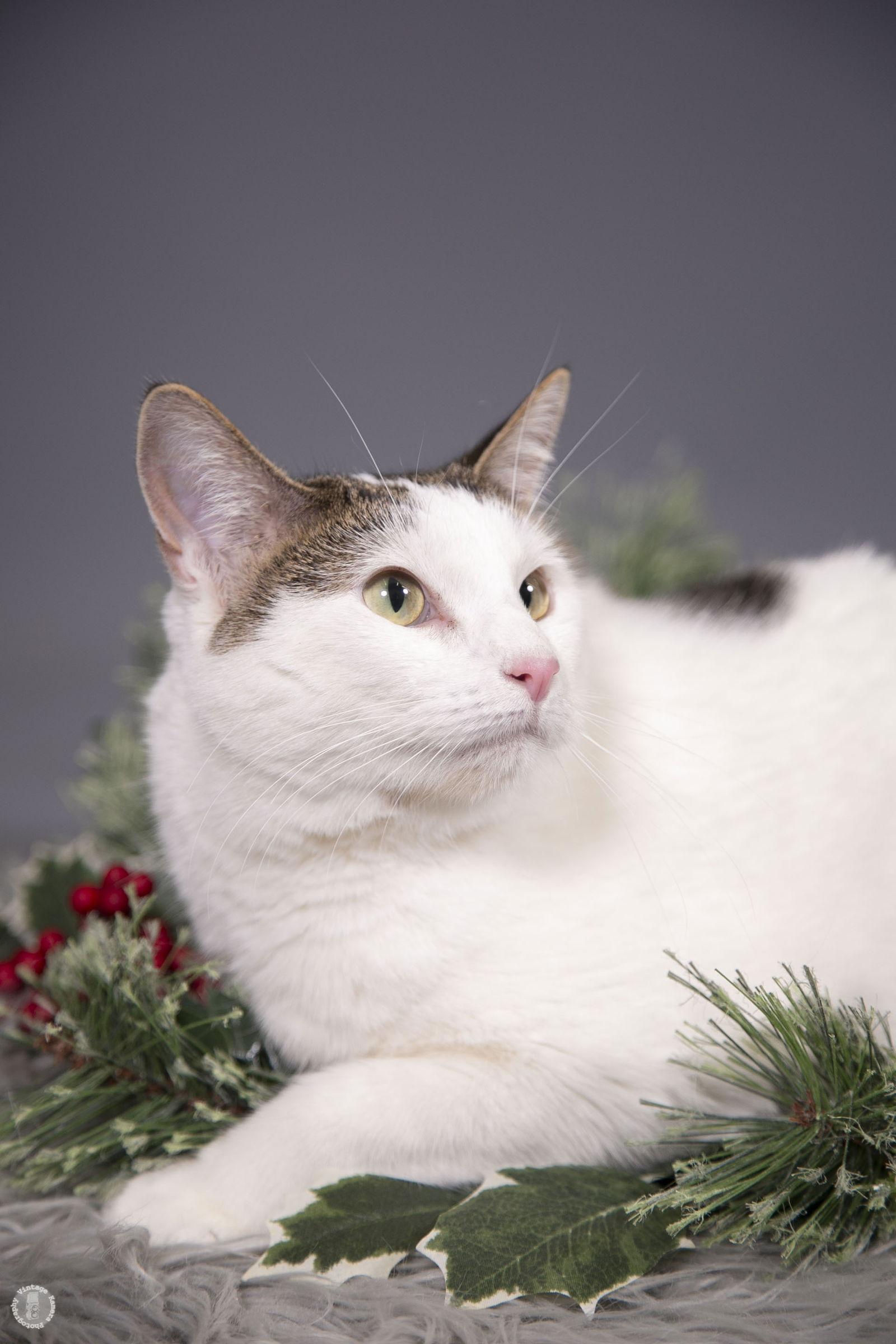 Enlarge Auger, a Adoptable mixed breed in Princeton, MN image 3/3