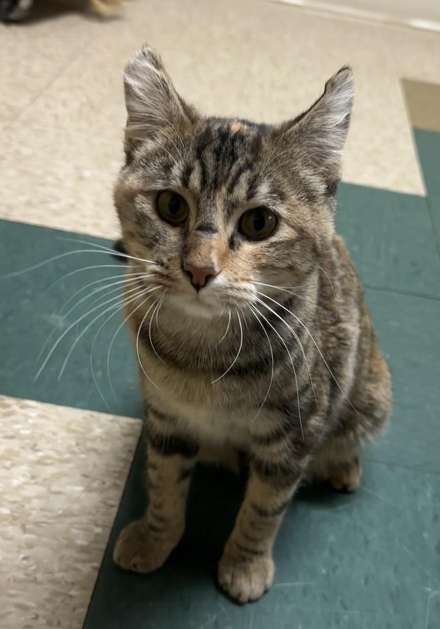 Foxy, Adoptable, Adult Female Domestic Short Hair.