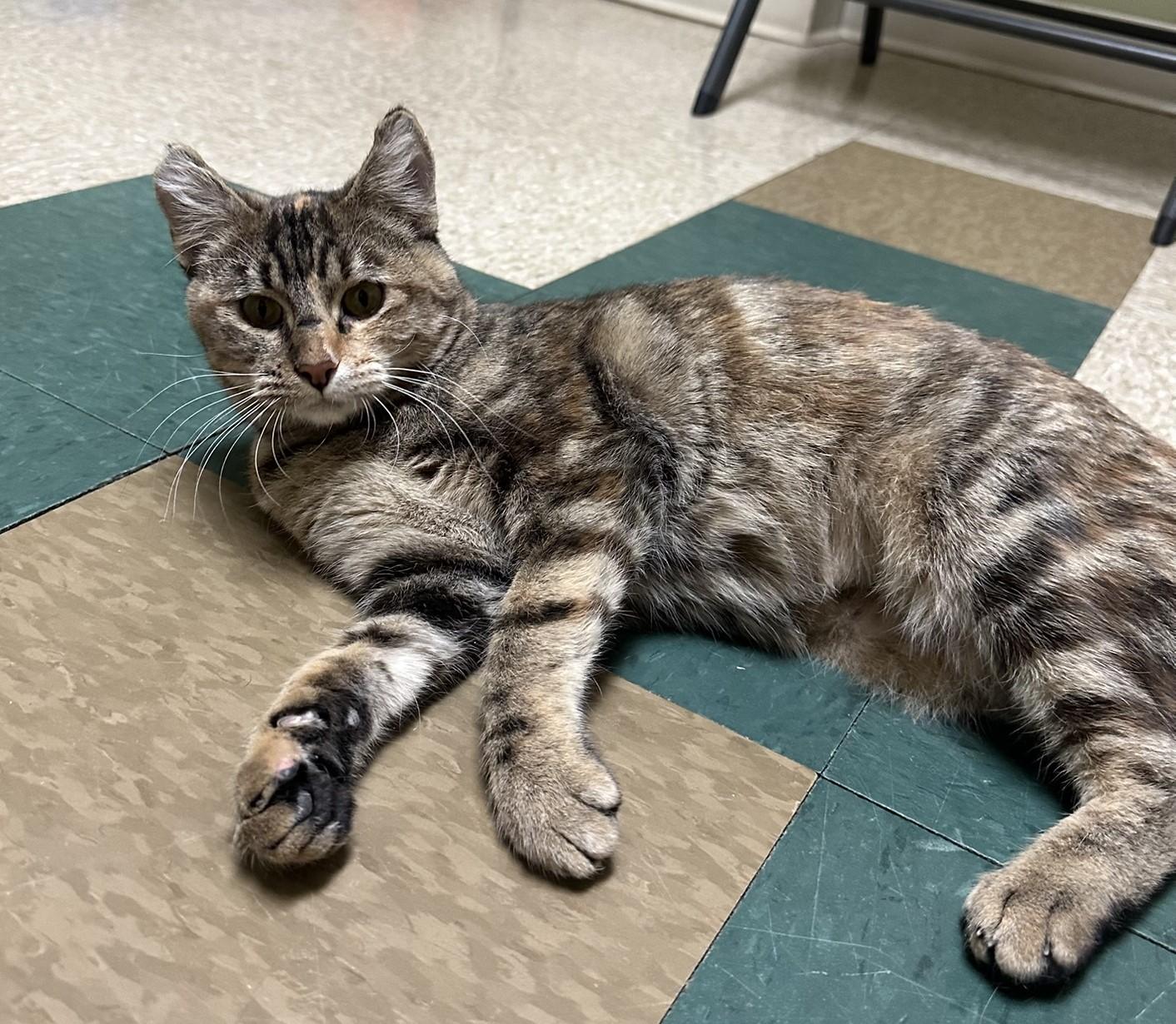 Foxy, a Adoptable Domestic Short Hair in Hastings, NE image 2/3