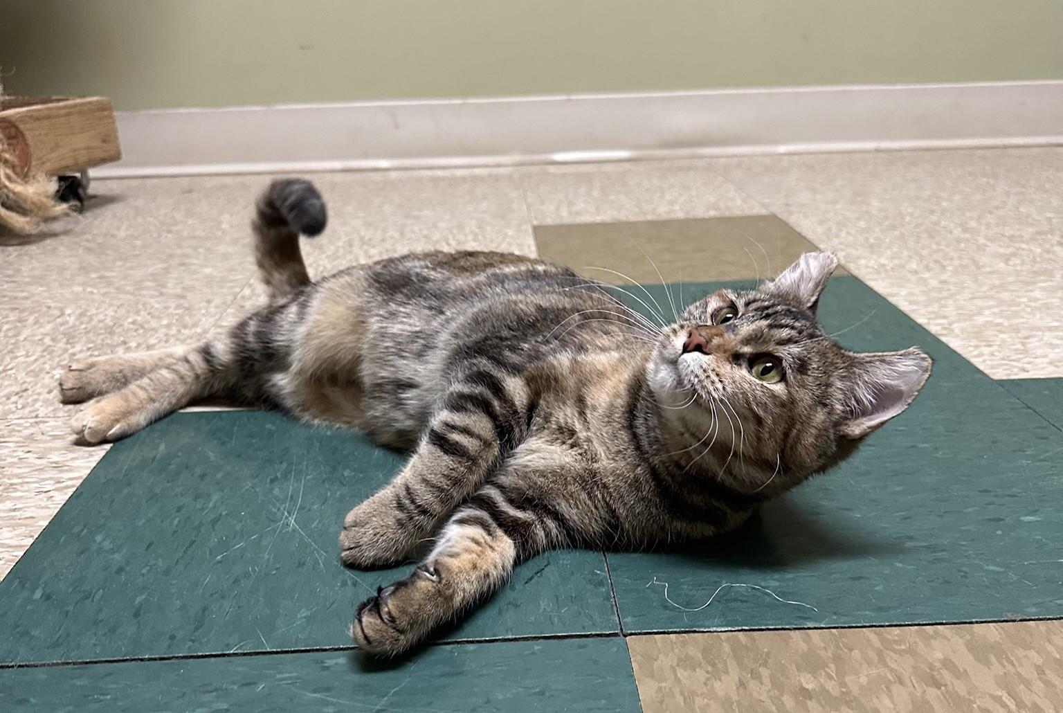 Foxy, a Adoptable Domestic Short Hair in Hastings, NE image 3/3