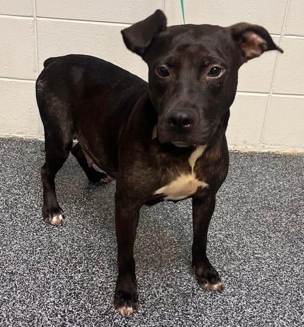 Jelly Belly (aka Mocha), Adoptable, Adult Female American Bully.