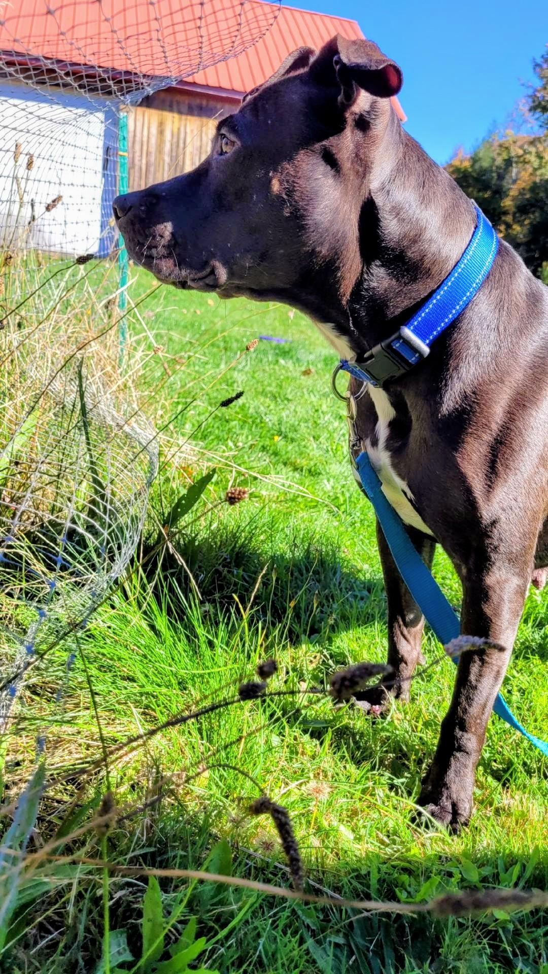 Enlarge Jelly Belly (aka Mocha), a Adoptable mixed breed in Holtsville, NY image 2/5