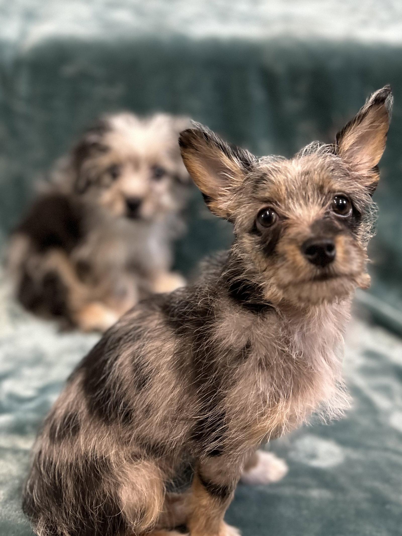 Bella, Adopted, Puppy Female Yorkshire Terrier & Maltese.