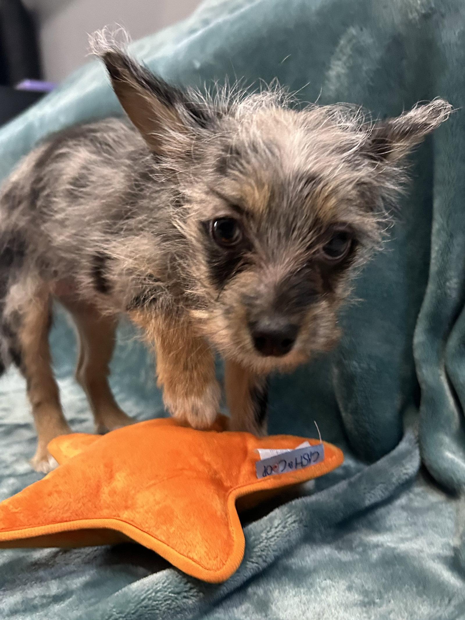 Enlarge Bella, a Adopted mixed breed in Elizabethtown, PA image 2/3