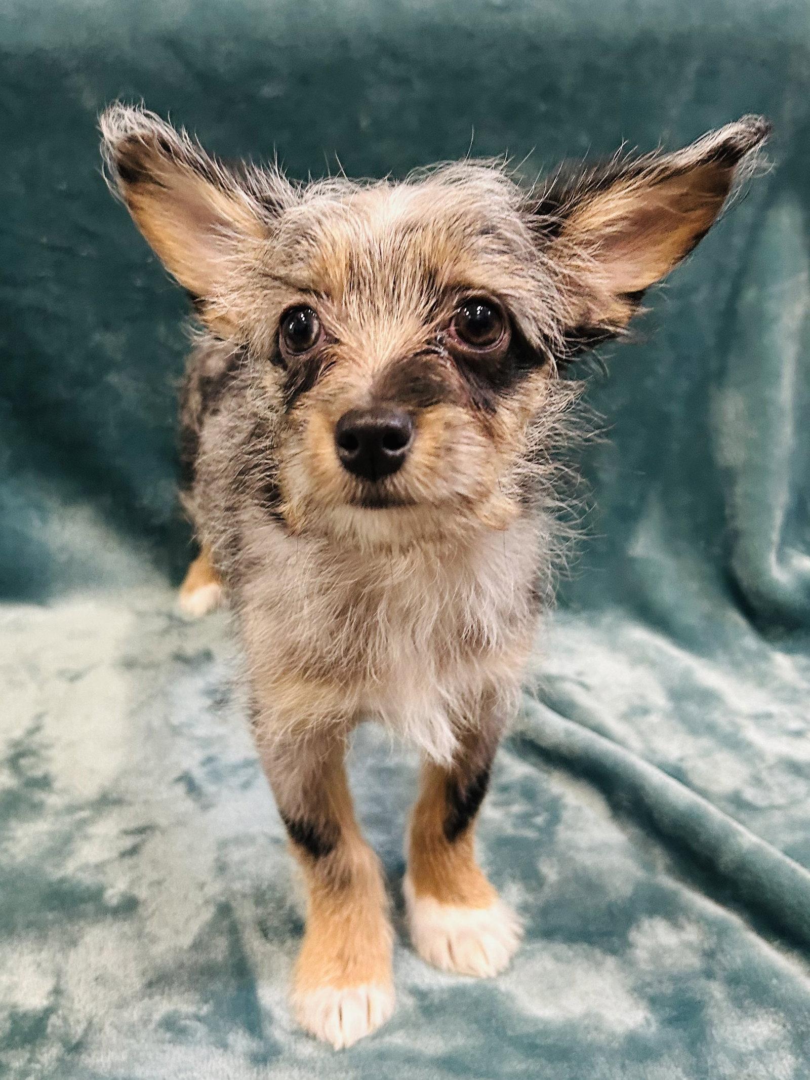 Enlarge Bella, a Adopted mixed breed in Elizabethtown, PA image 3/3