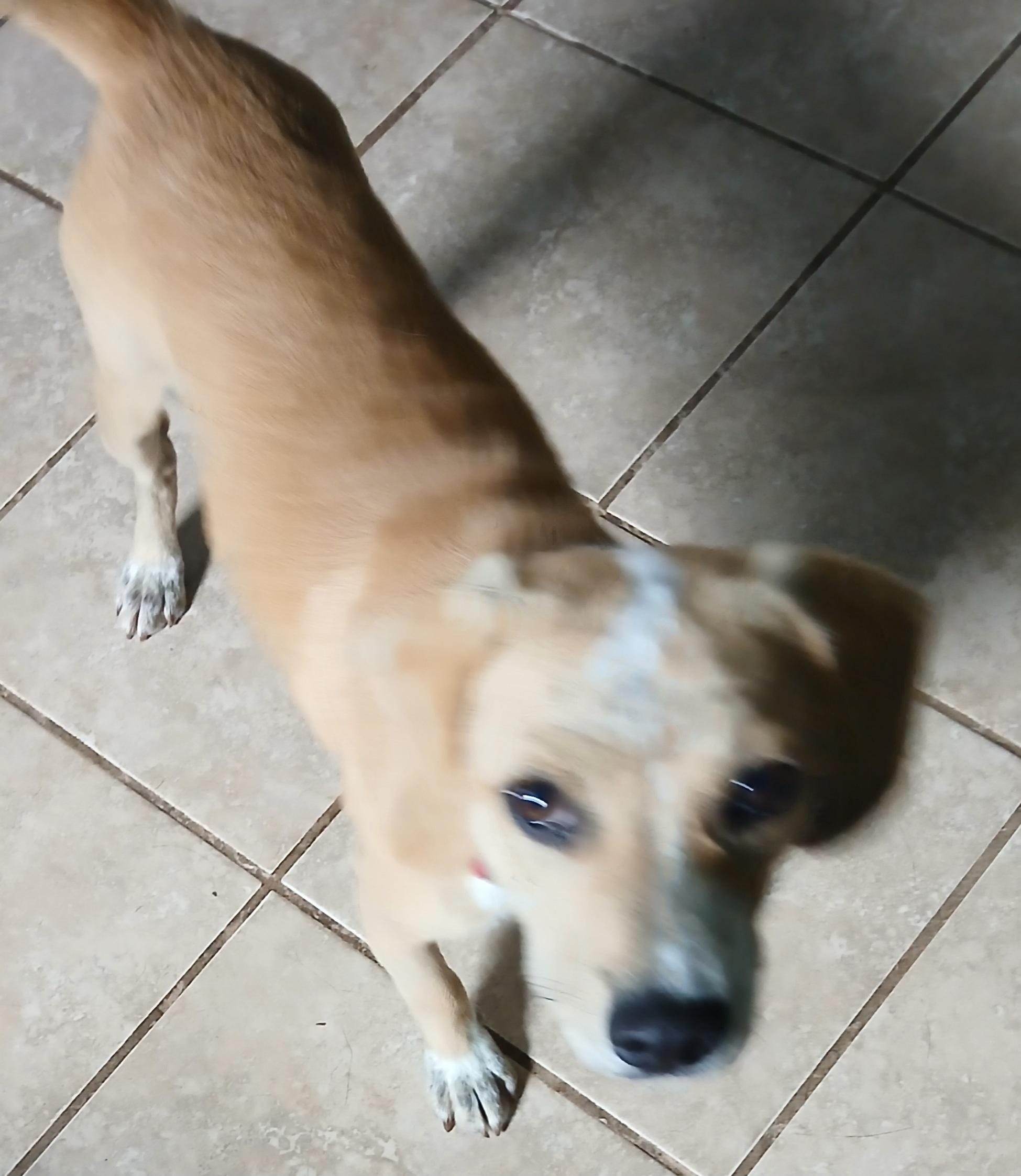 Enlarge Barney (Sweetest Family Pup), a Adoptable mixed breed in Newfoundland, PA image 5/5