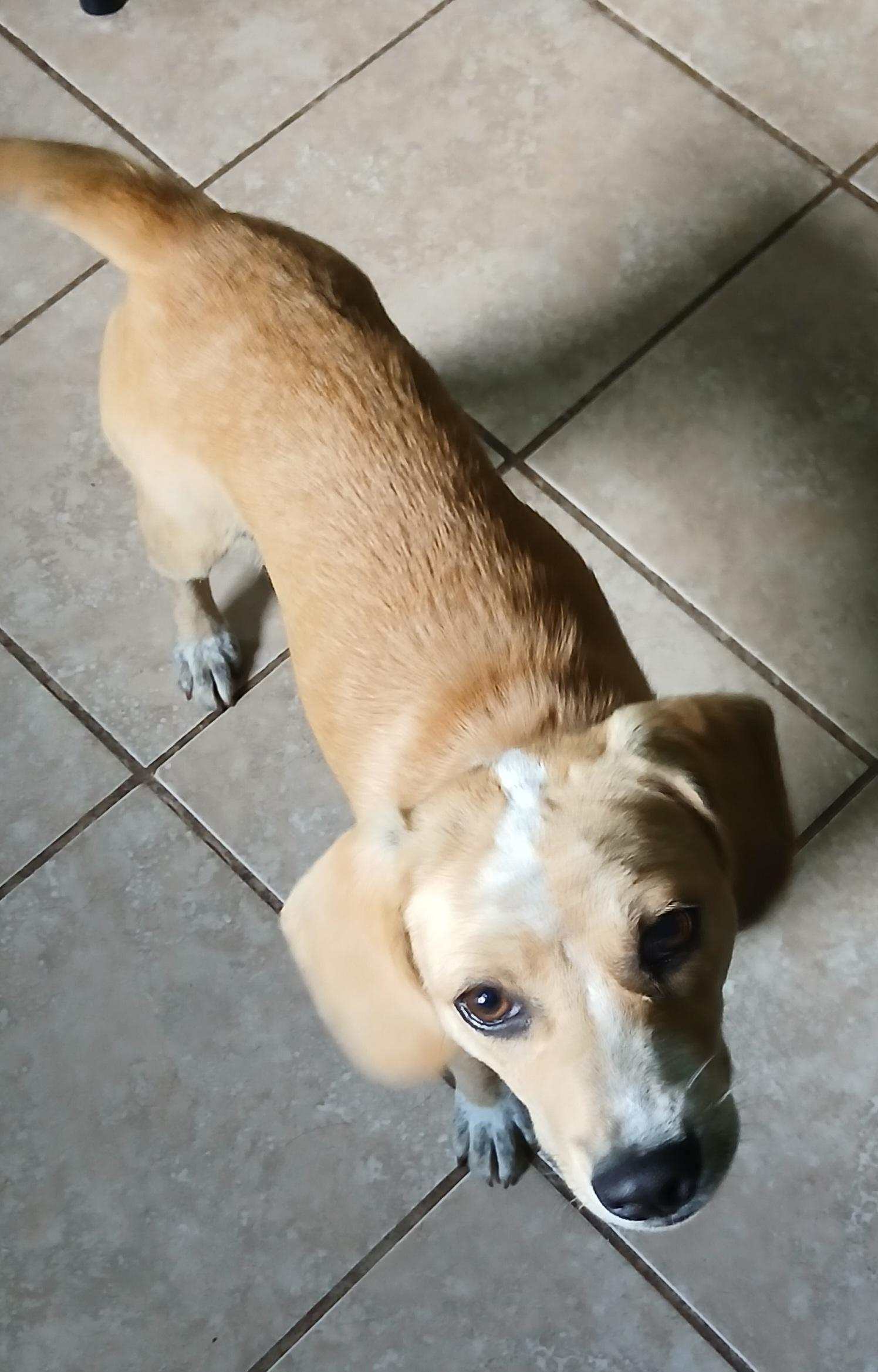 Enlarge Barney (Sweetest Family Pup), a Adoptable mixed breed in Newfoundland, PA image 2/5