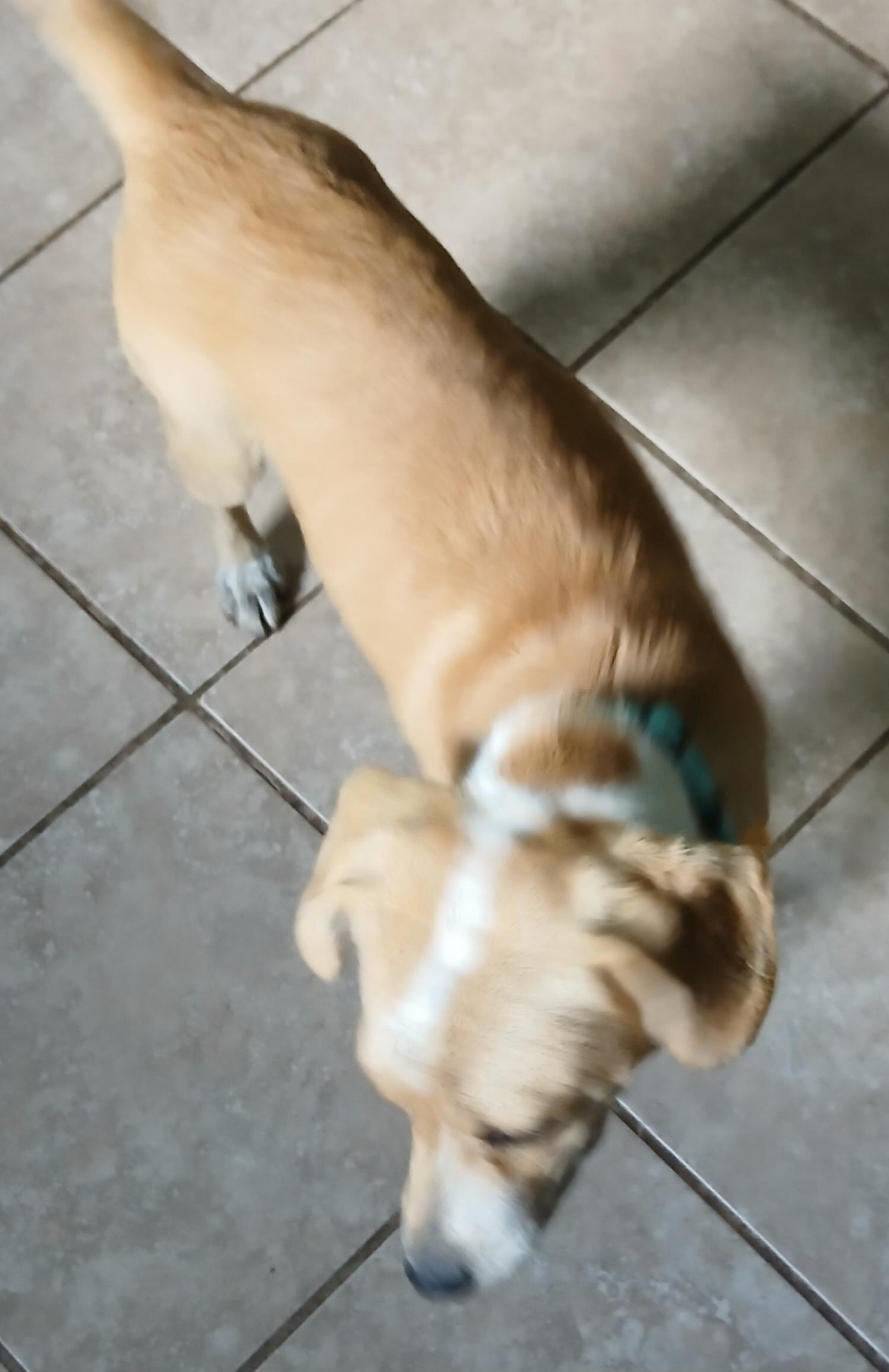 Enlarge Barney (Sweetest Family Pup), a Adoptable mixed breed in Newfoundland, PA image 4/5