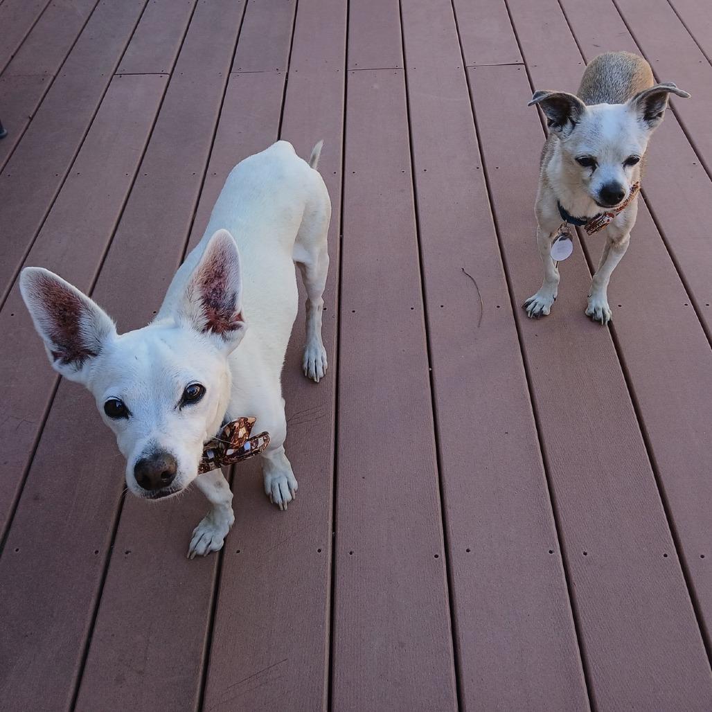 Prince, Adoptable, Senior Male Chihuahua.