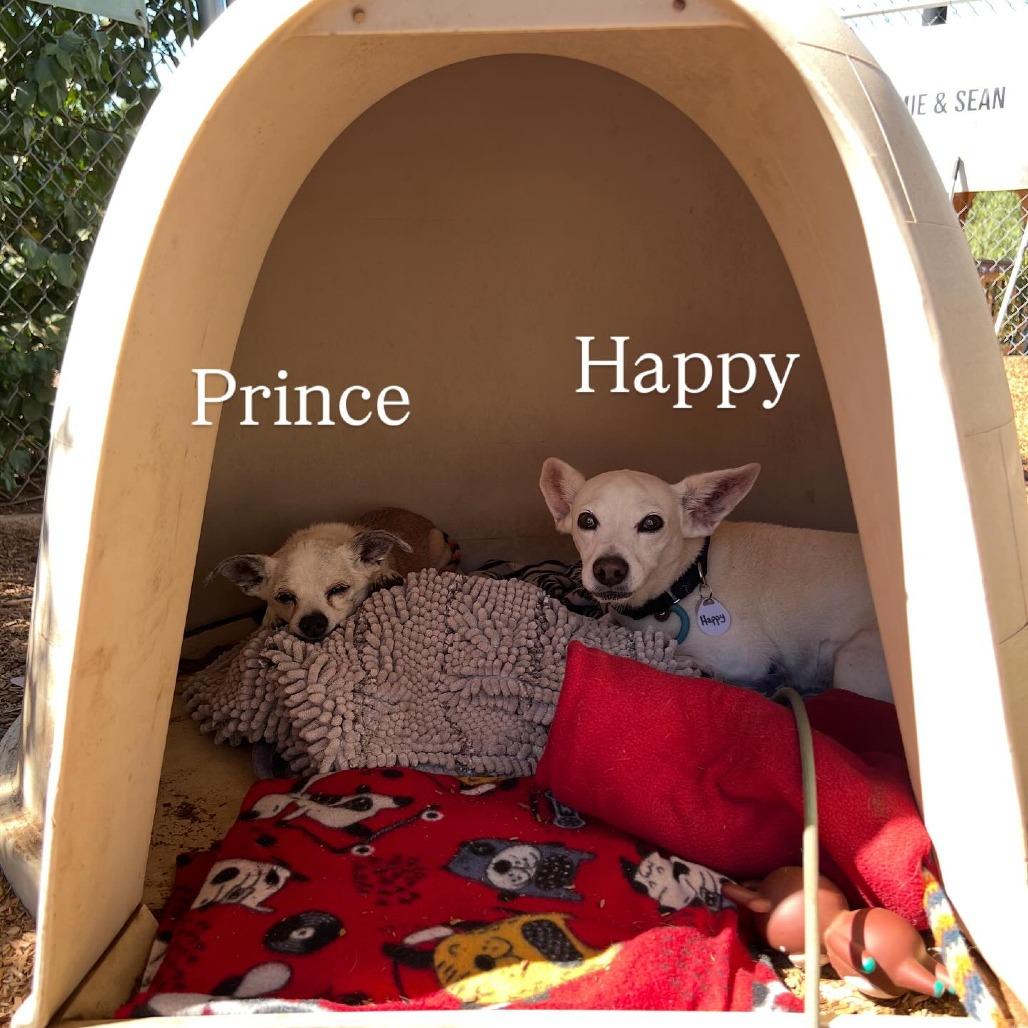 Enlarge Prince, a Adoptable Chihuahua image 1/6