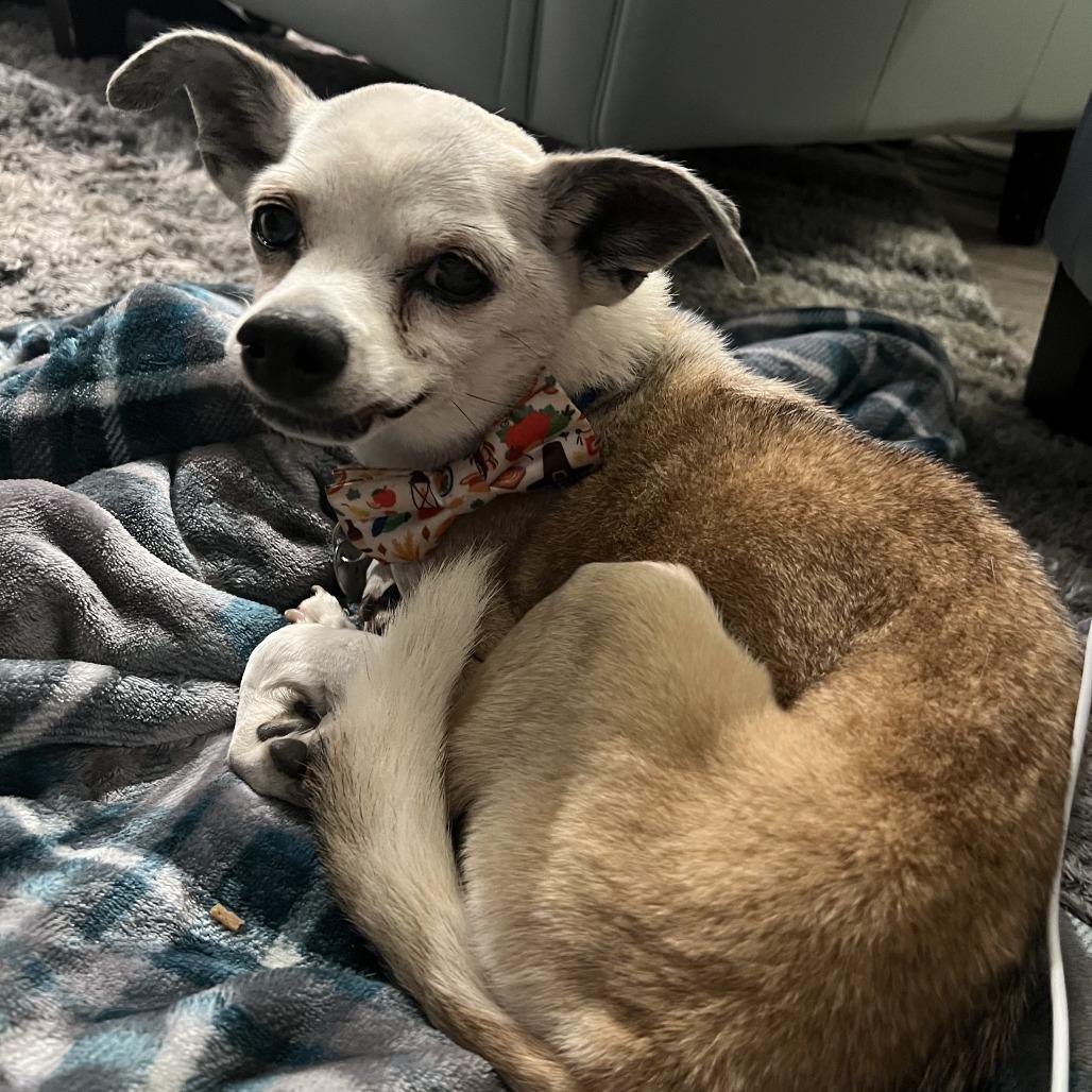 Prince, Adoptable, Senior Male Chihuahua.