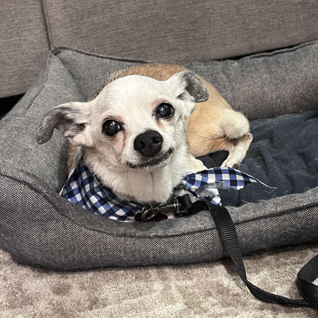 Enlarge Prince, a Adoptable Chihuahua image 2/6