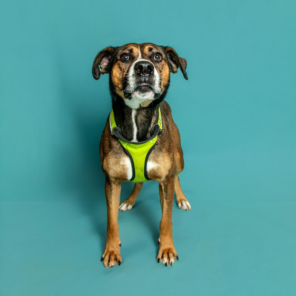 Enlarge Thor, a Adoptable Mixed Breed in Jefferson city, TN image 2/2