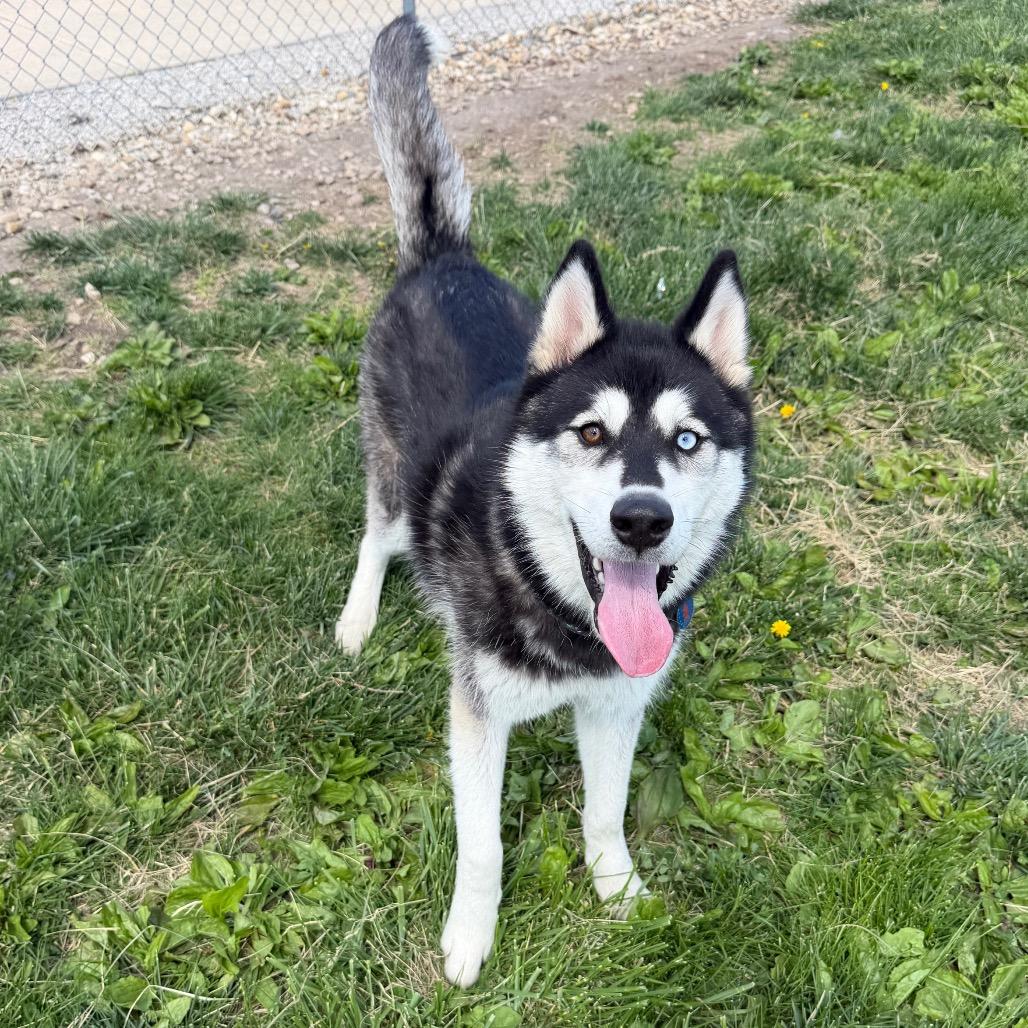 Bluegill, ADOPTABLE, Adult Female Siberian Husky.