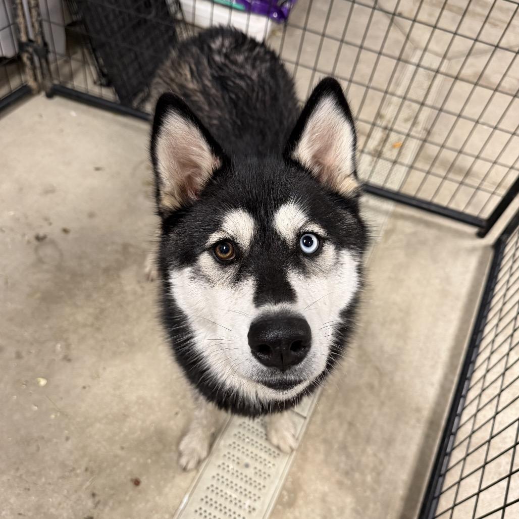 Enlarge Bluegill, a ADOPTABLE Siberian Husky in Clinton, IL image 2/2