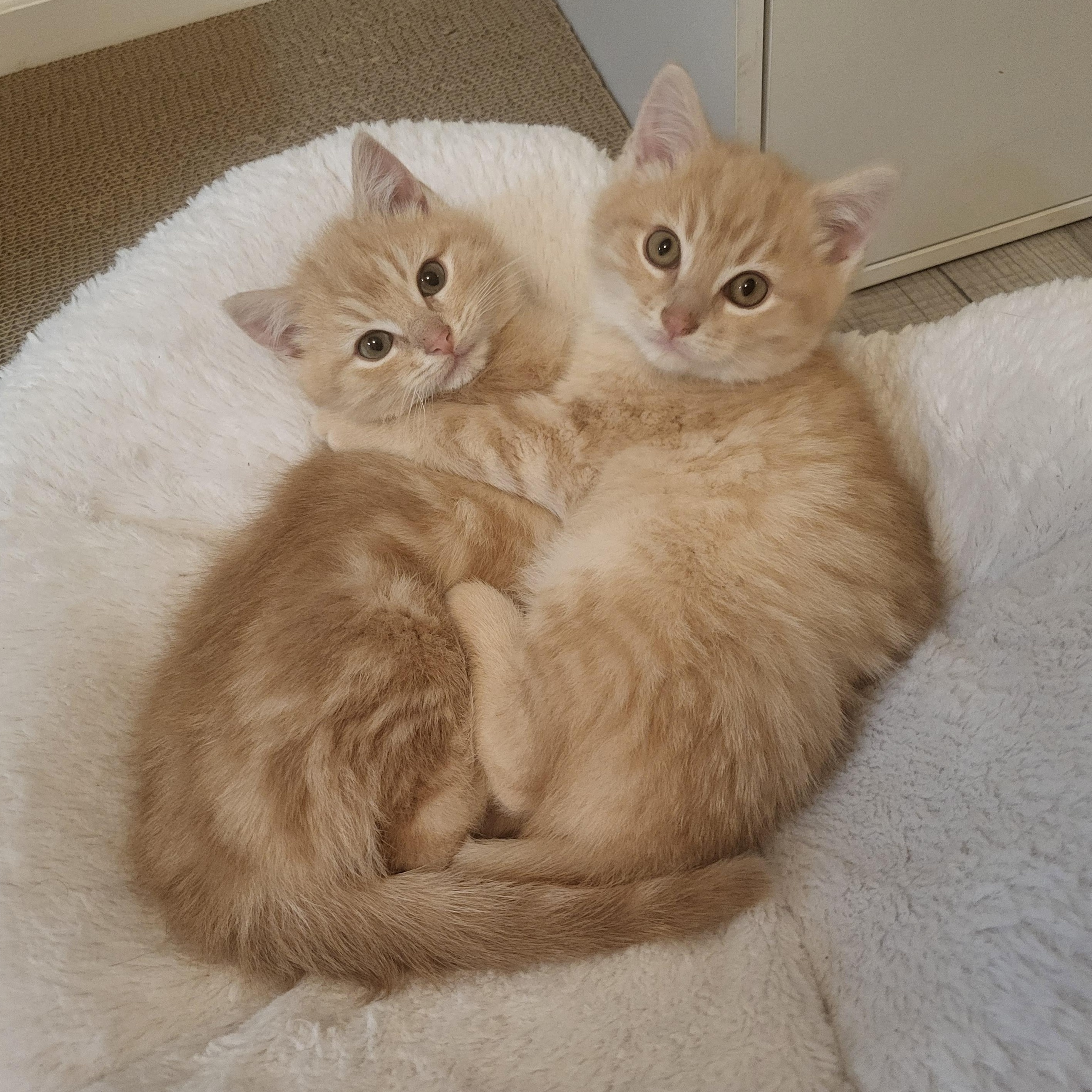 Spongebob & Patrick *bonded brothers, adopted, Kitten Male Domestic Short Hair.
