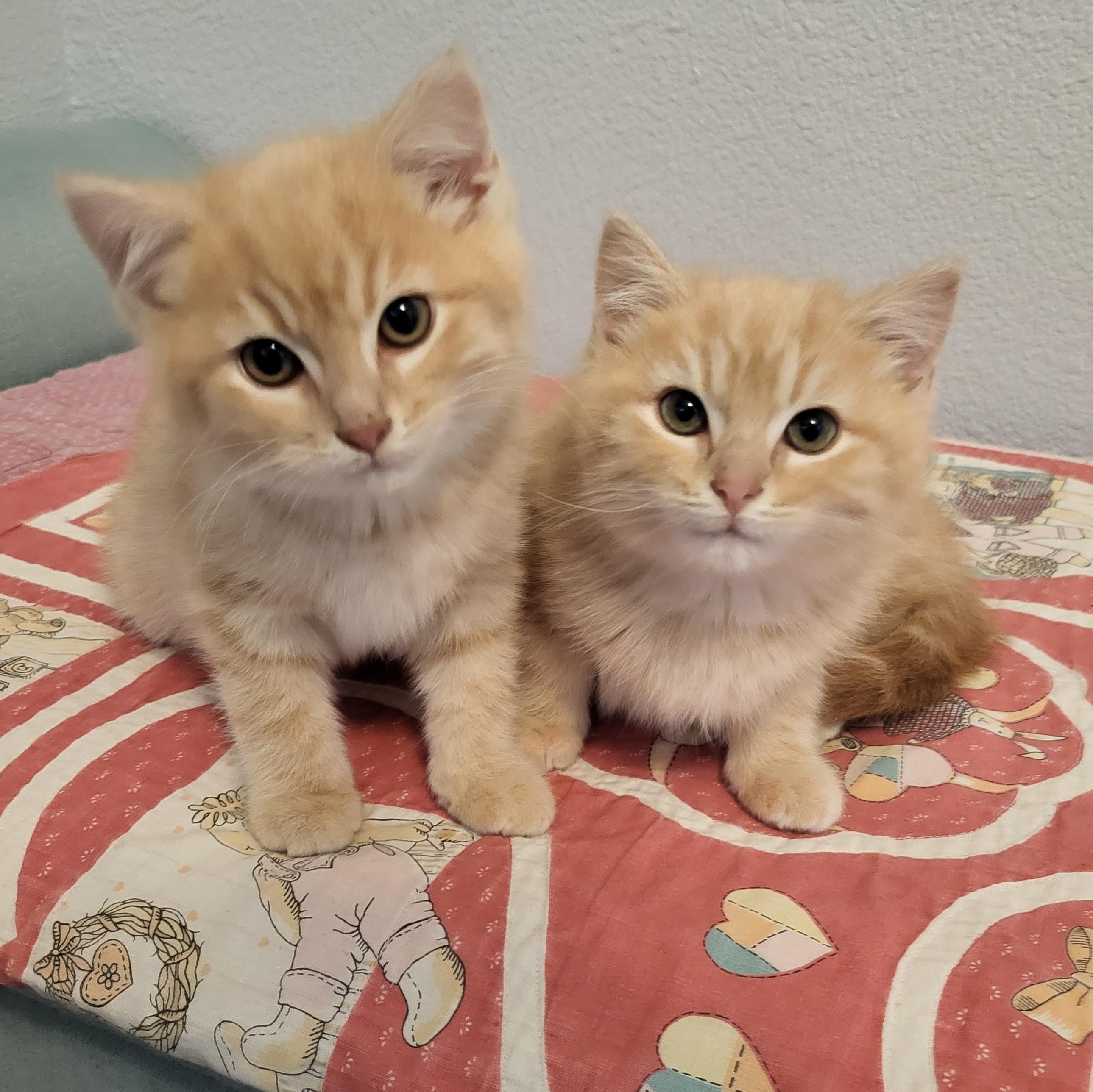 Spongebob & Patrick *bonded brothers, an adopted Domestic Short Hair in Greenwood, IN image 2/6