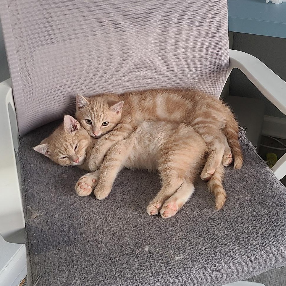 Spongebob & Patrick *bonded brothers, an adopted Domestic Short Hair in Greenwood, IN image 3/6